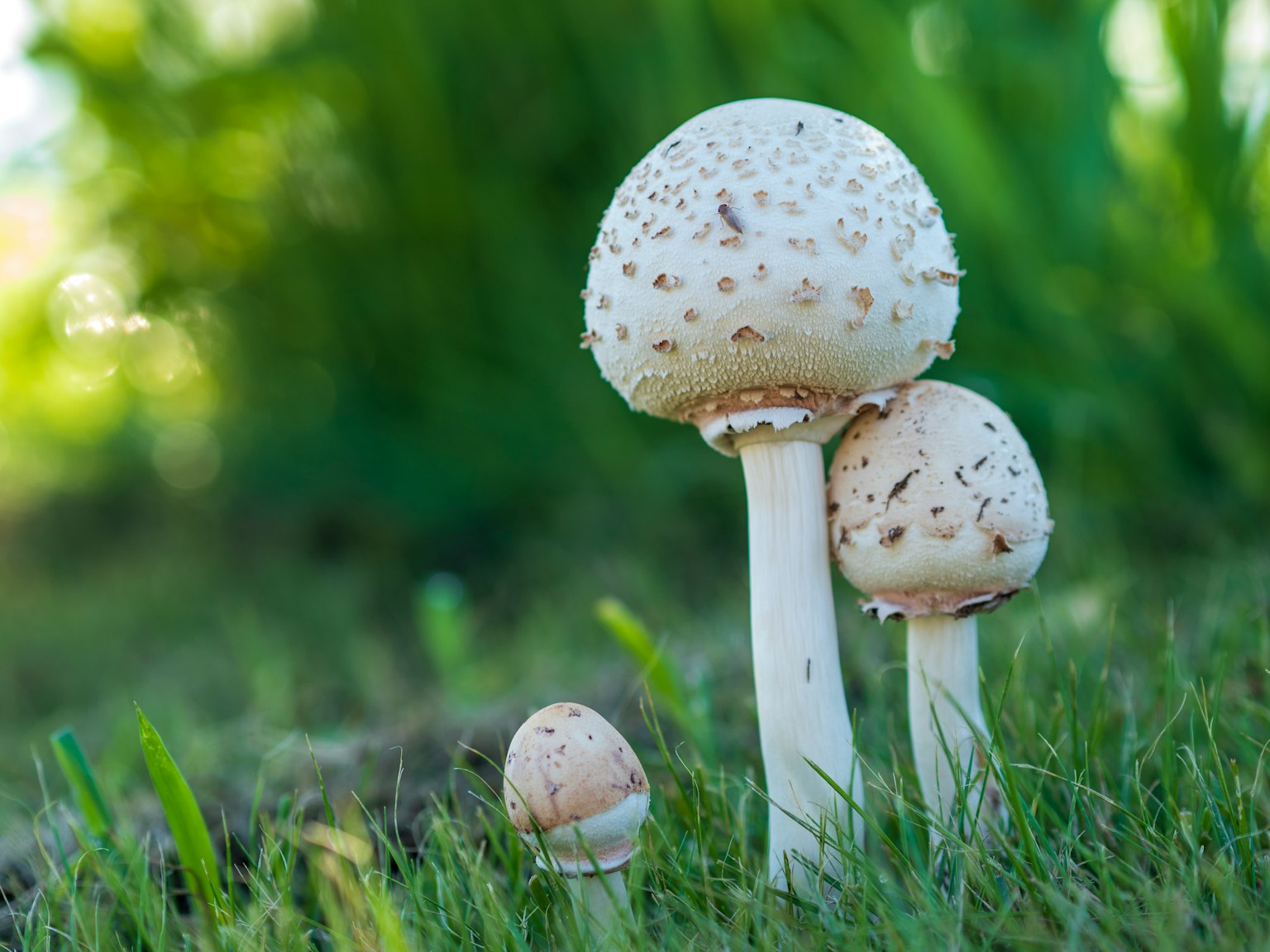 三朵白色蘑菇在草地上生长