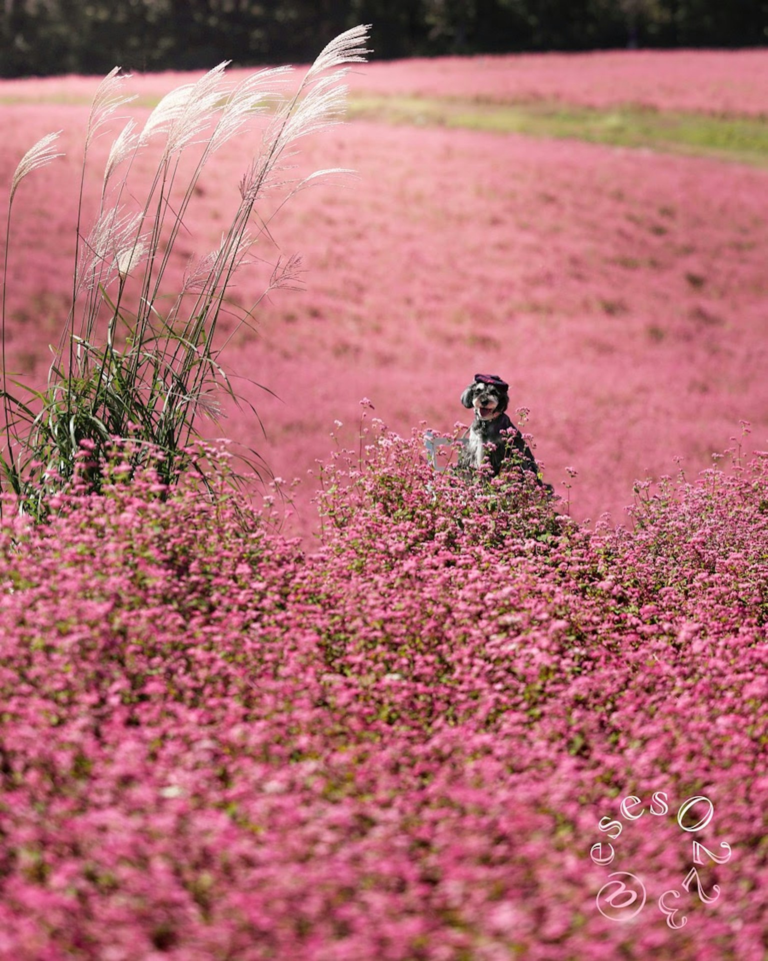 Un perro de pie en un vasto campo de flores rosas en flor