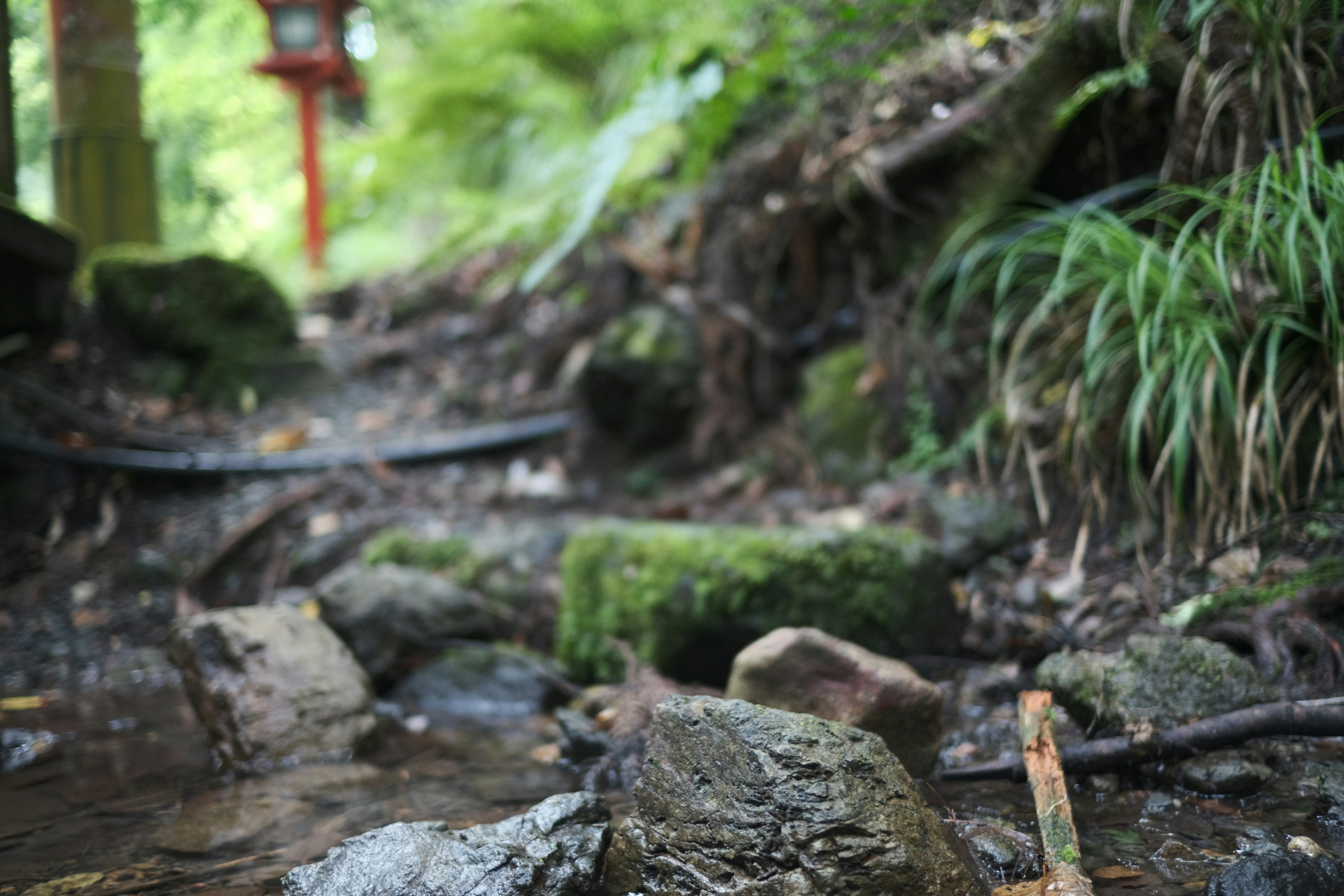 苔むした岩と小川が流れる自然の小道