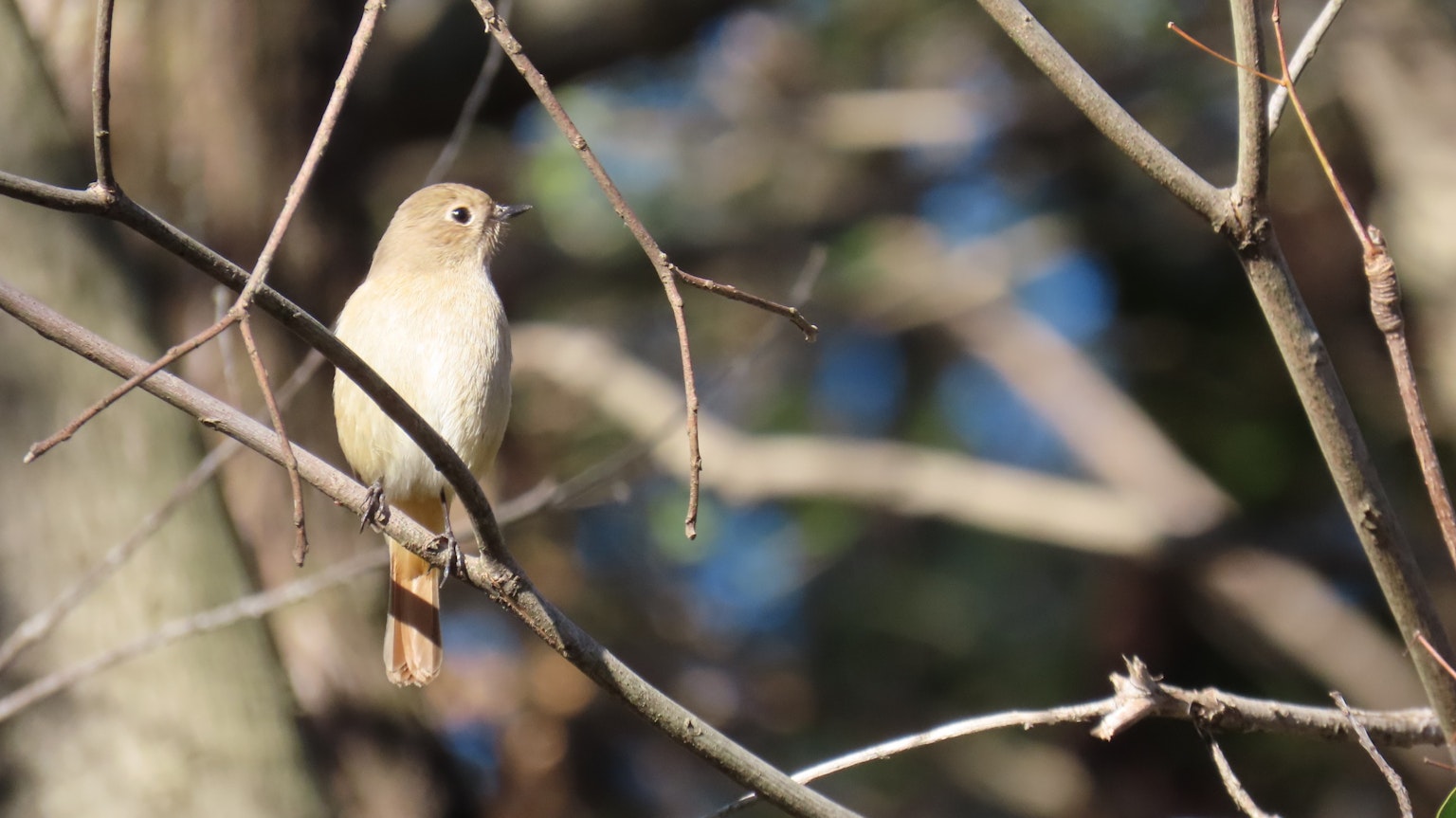 Nahaufnahme eines kleinen Vogels, der auf einem Ast sitzt, mit hellen Federn