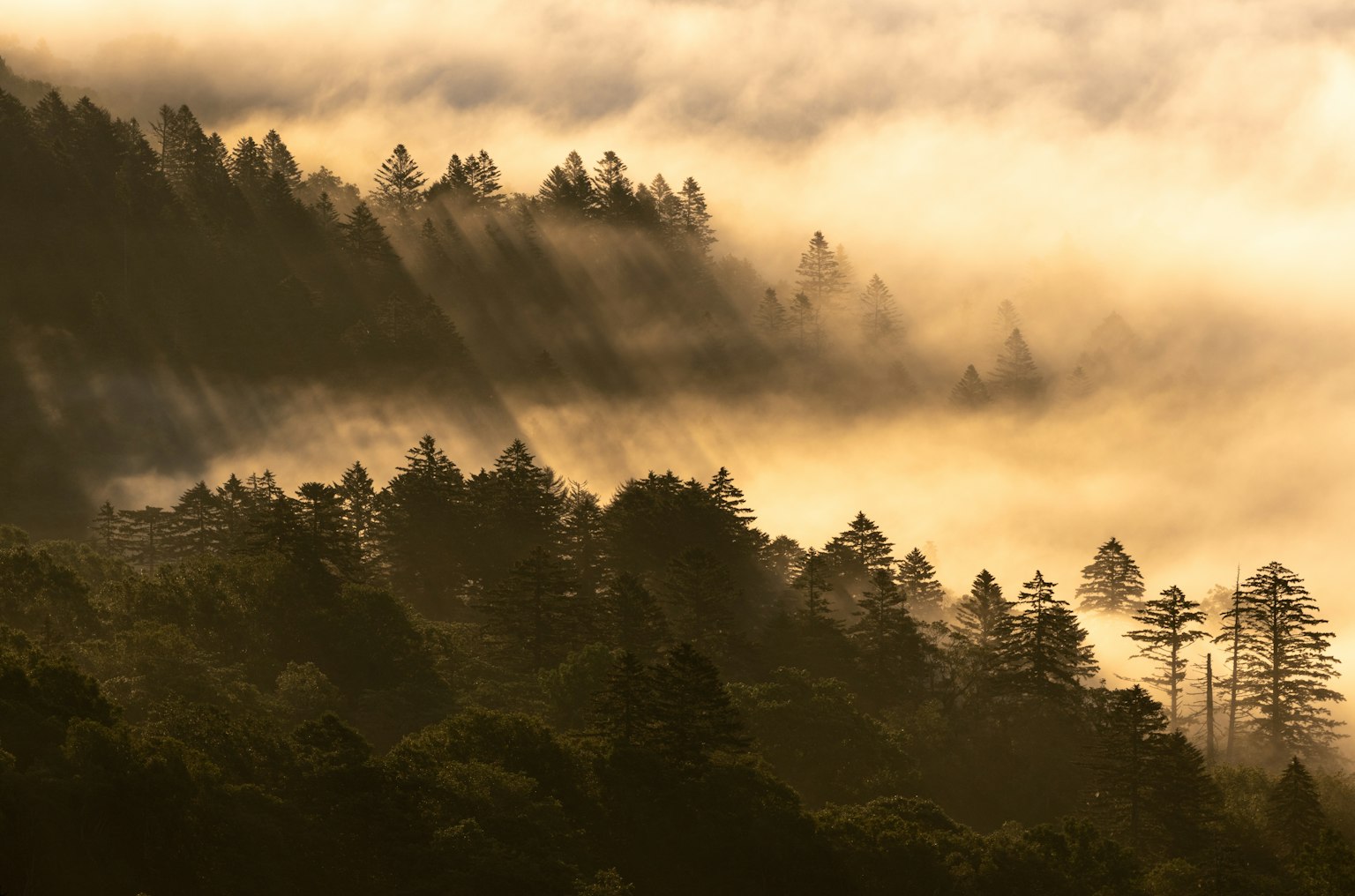 Paesaggio forestale nebbioso con raggi di sole che filtrano tra gli alberi