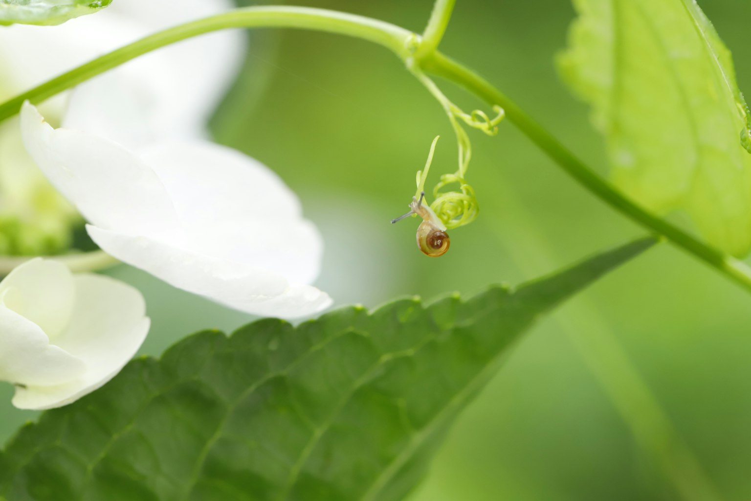 白い花と緑の葉のクローズアップ画像 小さな虫が葉の近くにいる