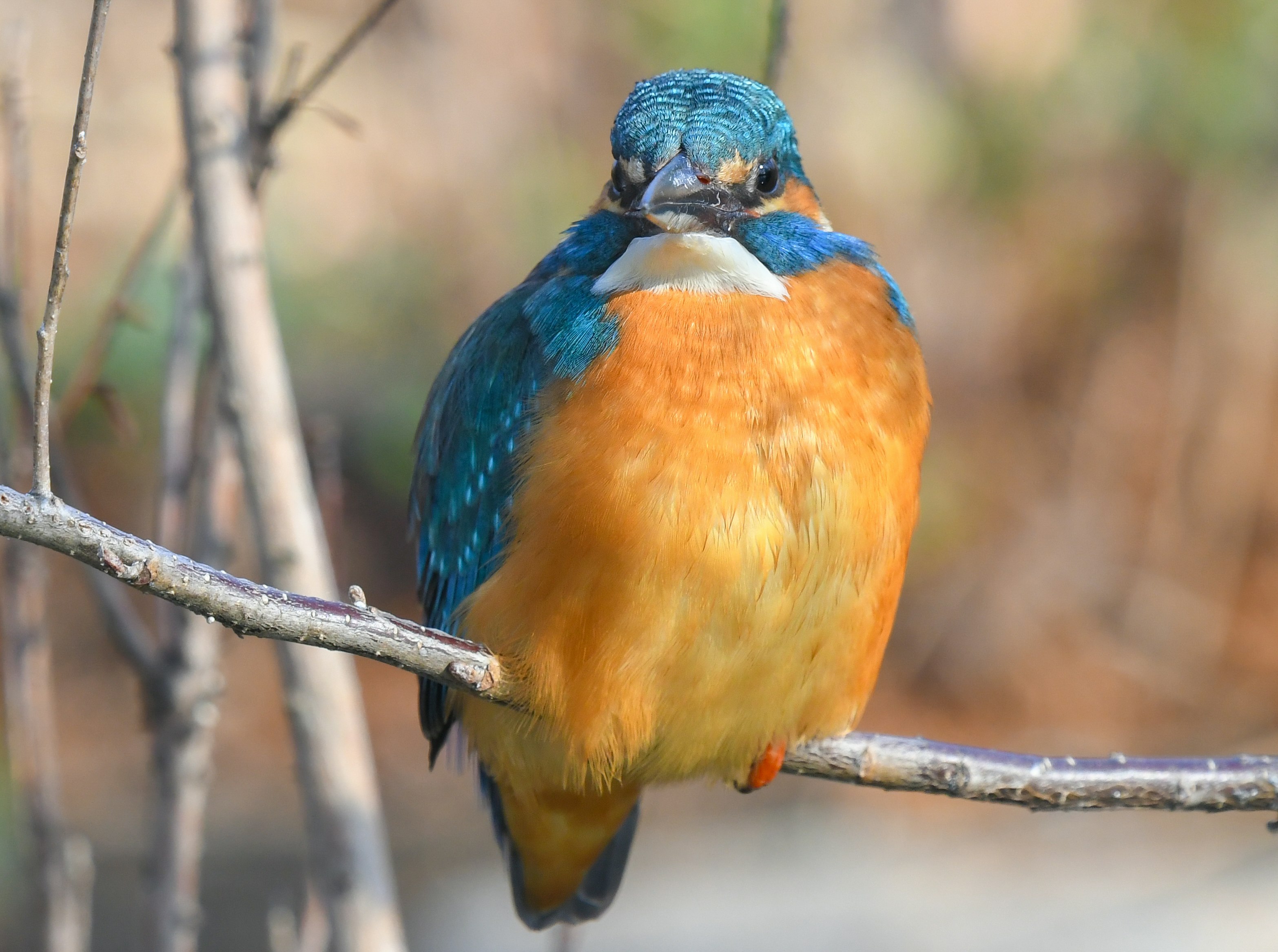 Martin-pêcheur d’Europe perché sur une branche, photographie d’oiseau
