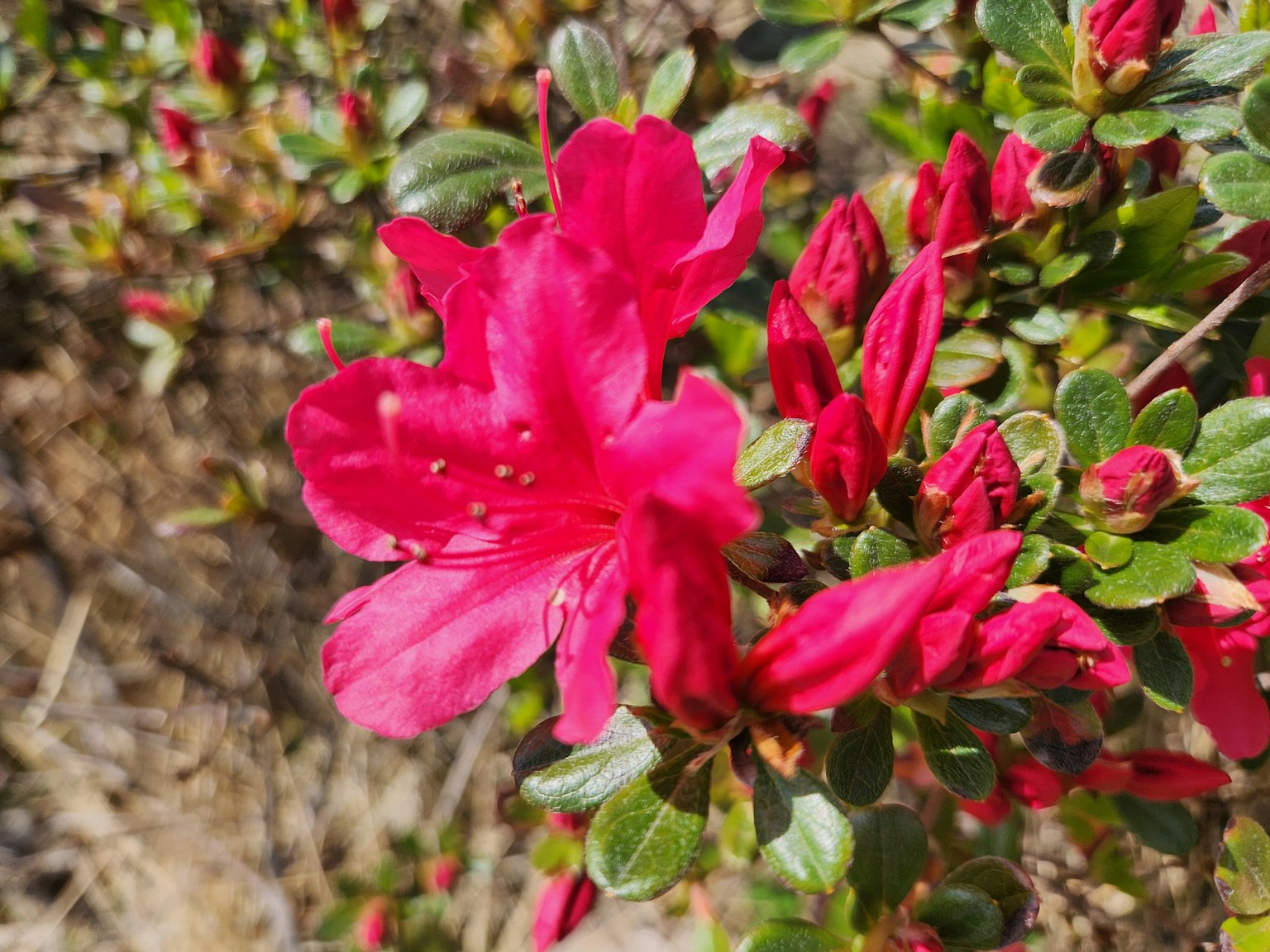 Gros plan sur des fleurs d'azalée roses vives en fleurs