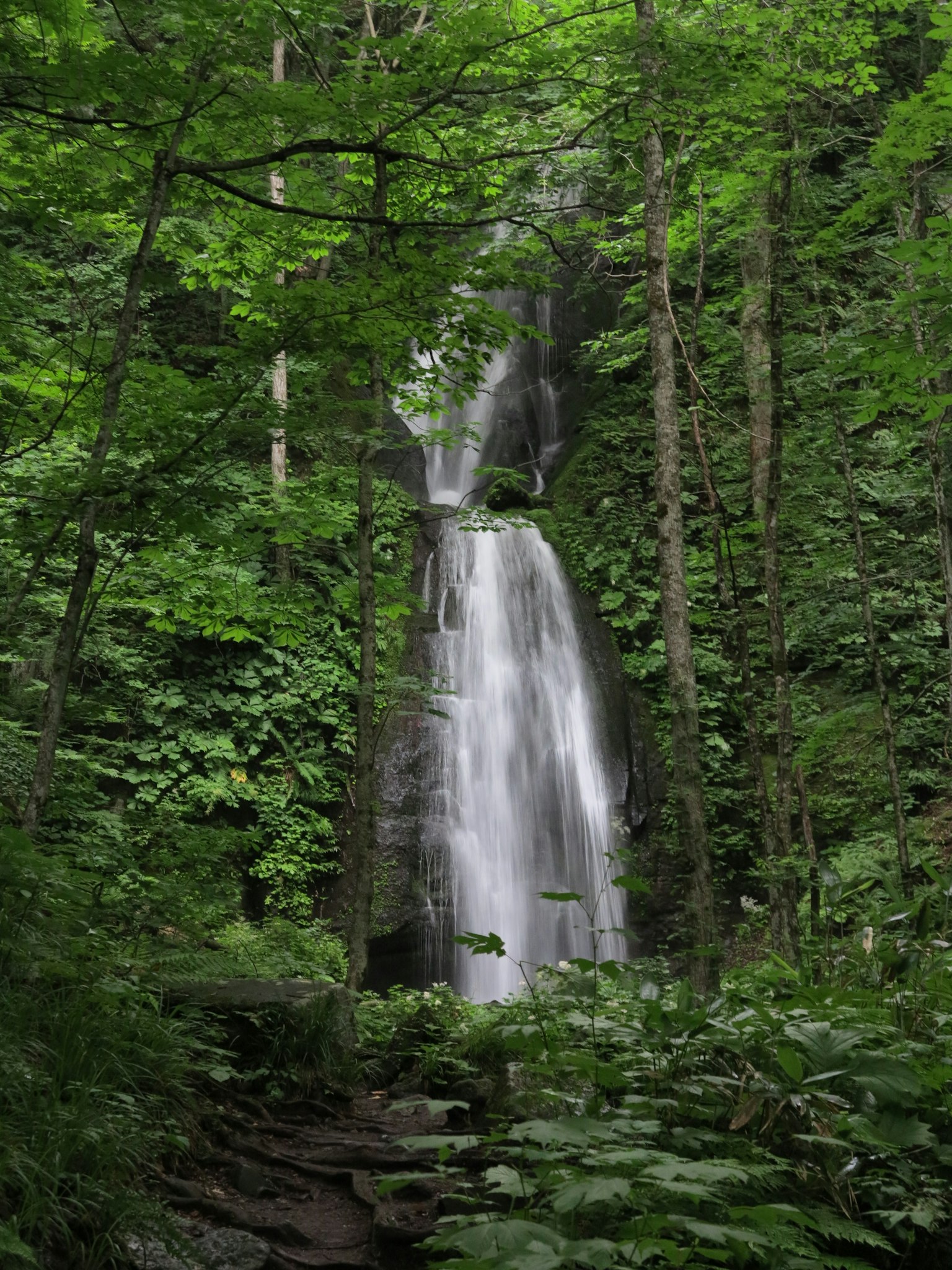 A beautiful waterfall flowing through a lush green forest
