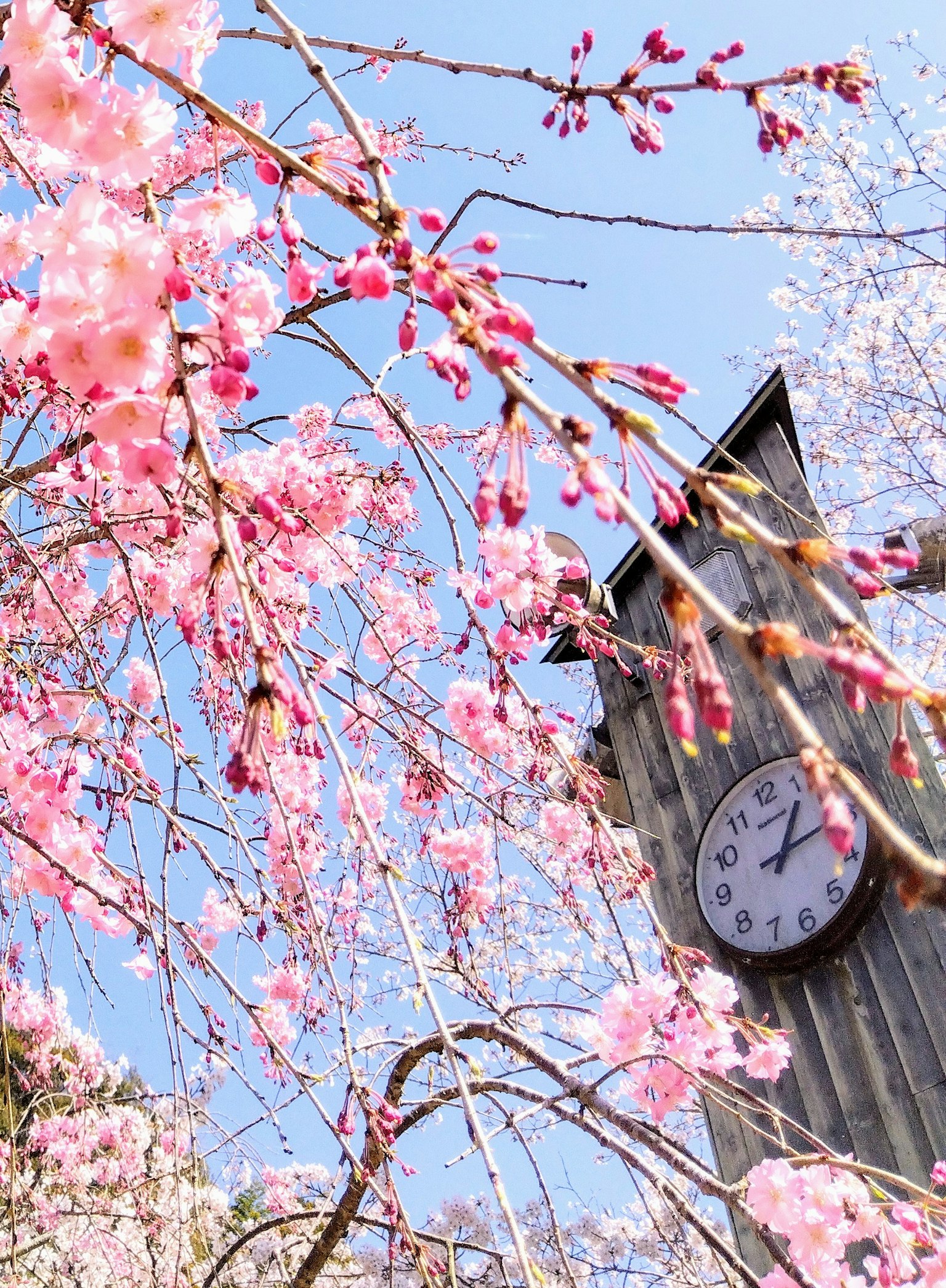 Pemandangan indah bunga sakura dan menara jam