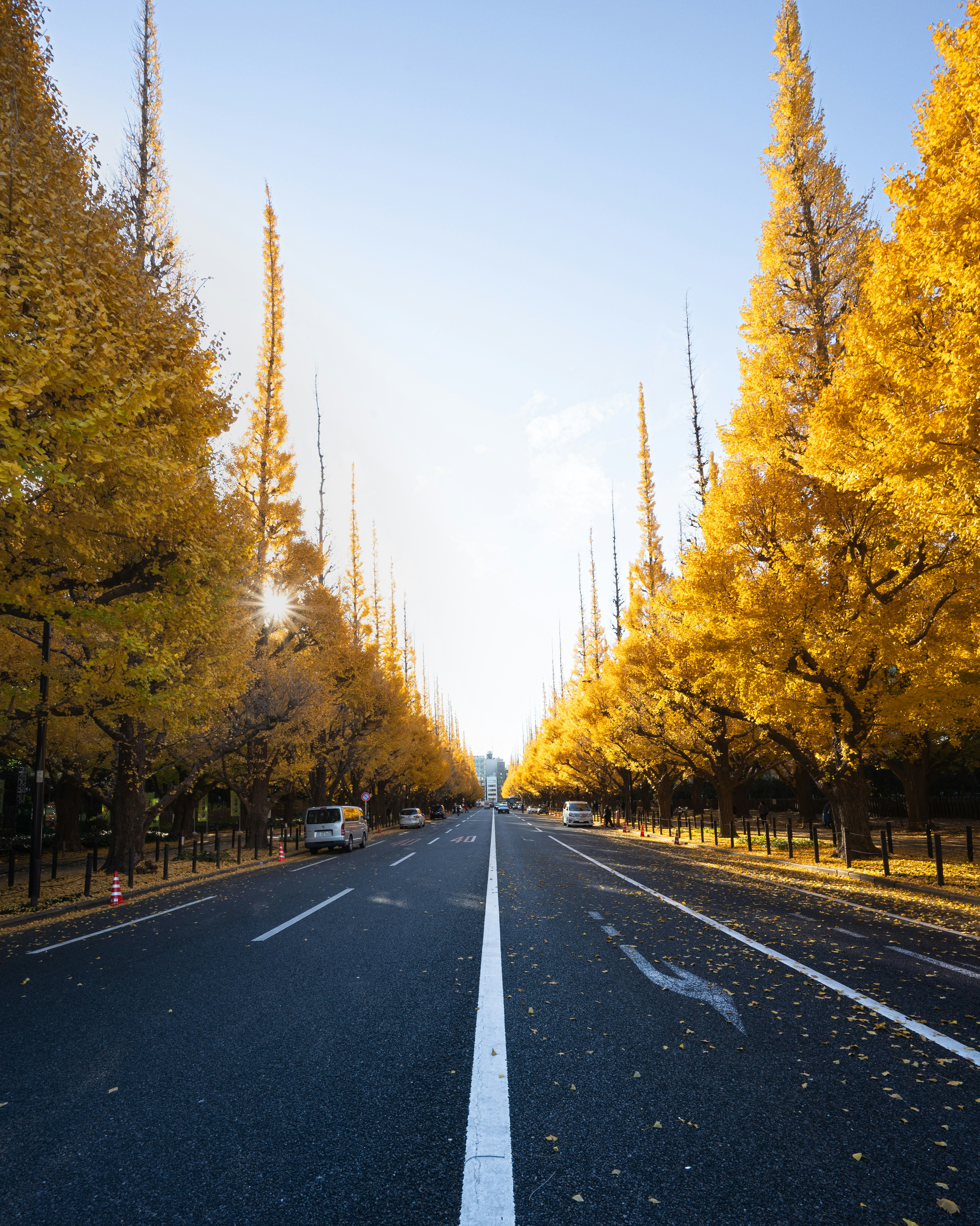 黄葉並木の続くまっすぐな道路の風景