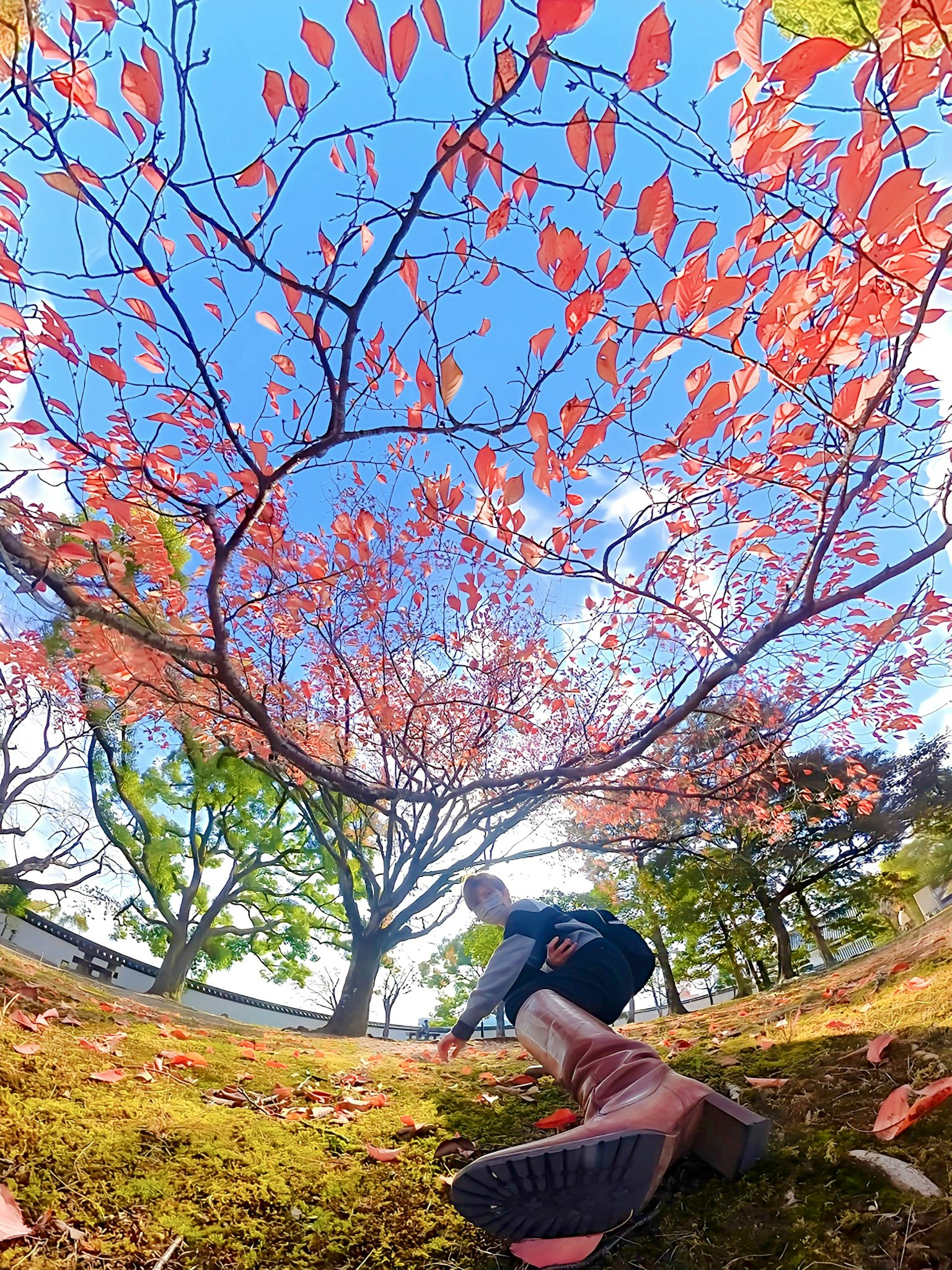 Person sitting on the ground under a tree with vibrant autumn leaves