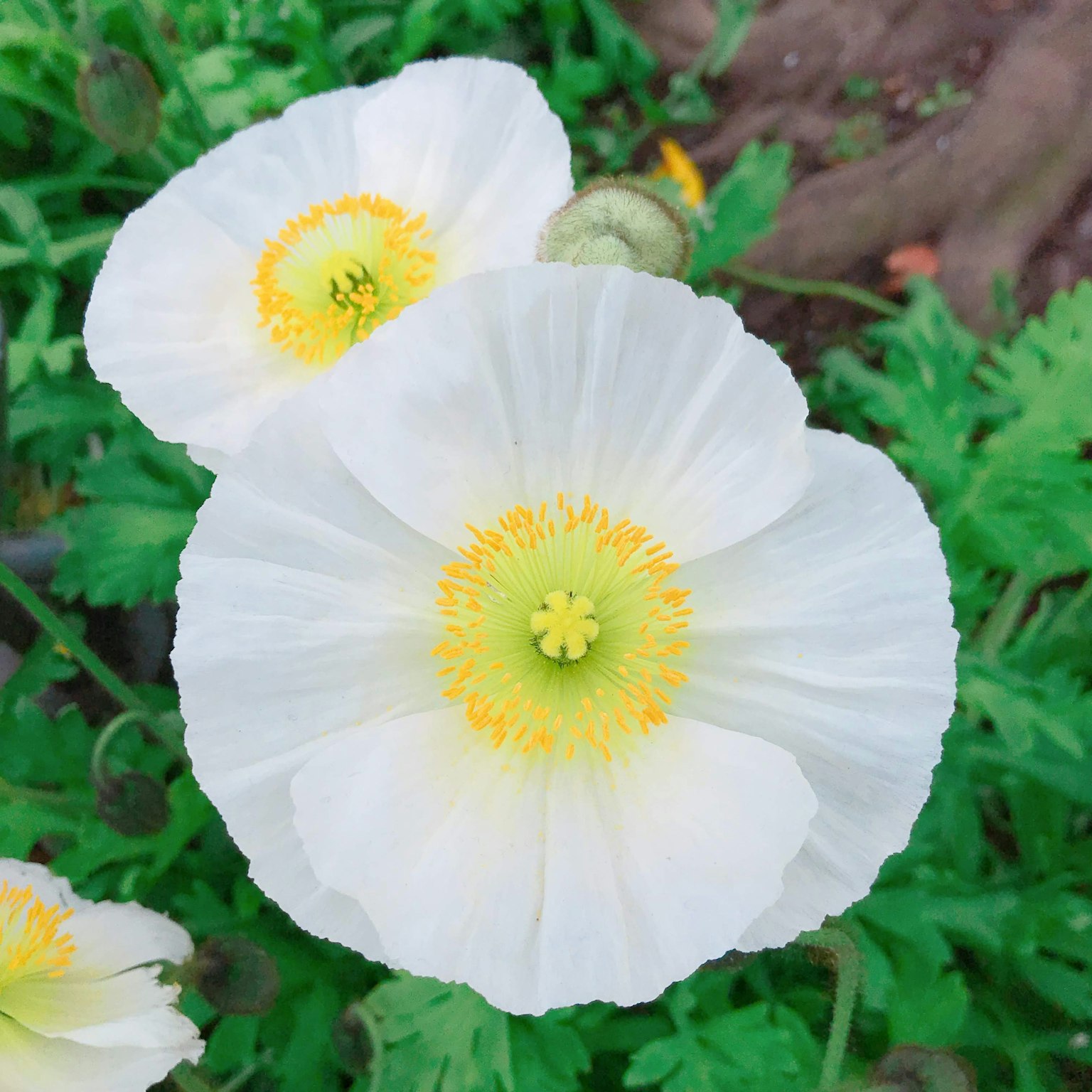 白色罂粟花和黄色花心
