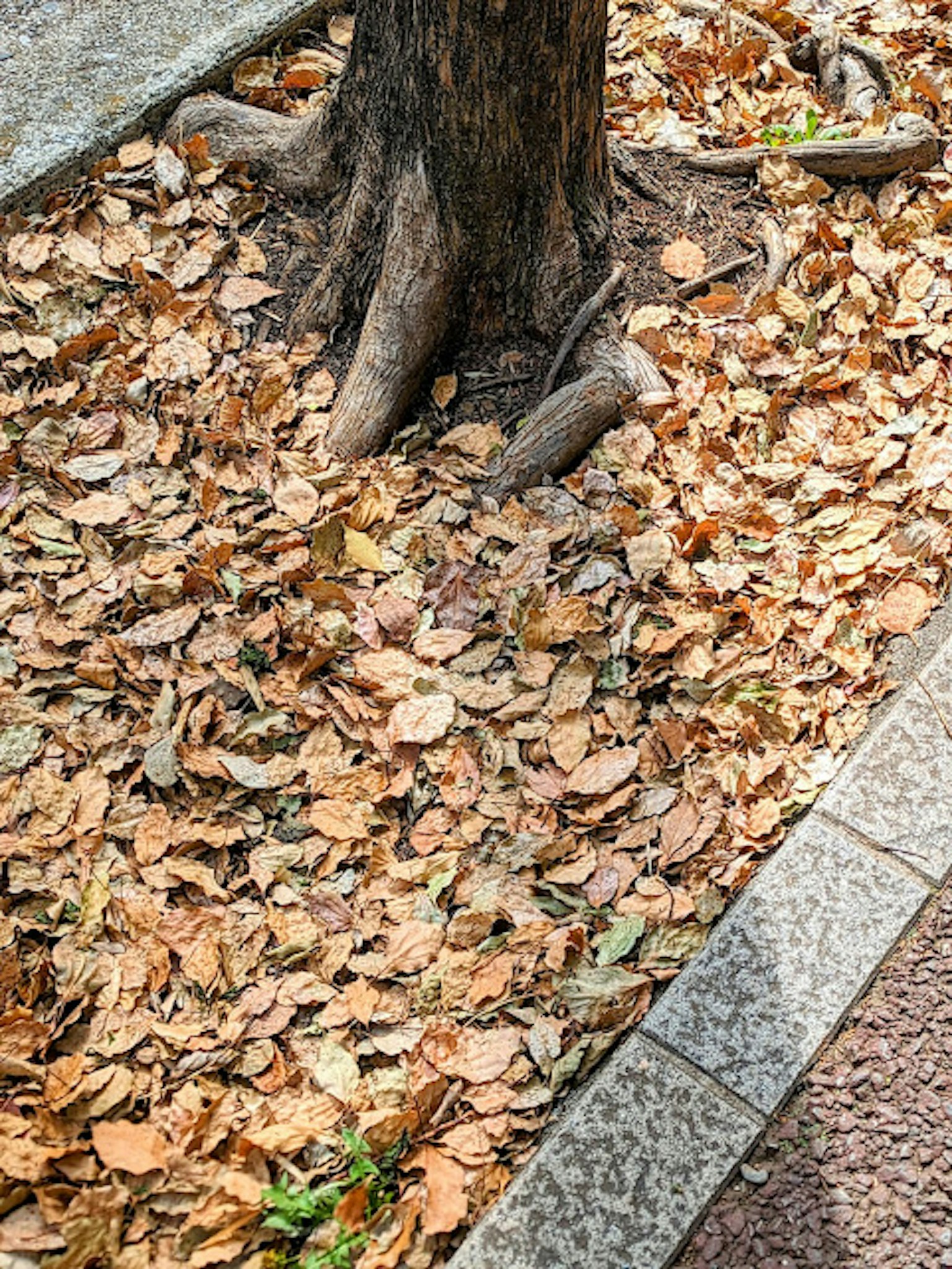 Feuilles sèches tombées couvrant le sol autour d'un tronc d'arbre