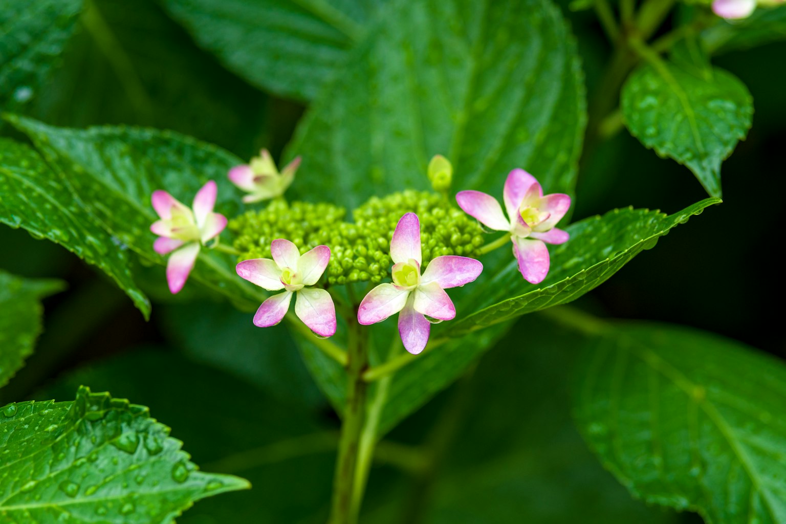 Fleurs roses et boutons fleurissant sur des feuilles vertes