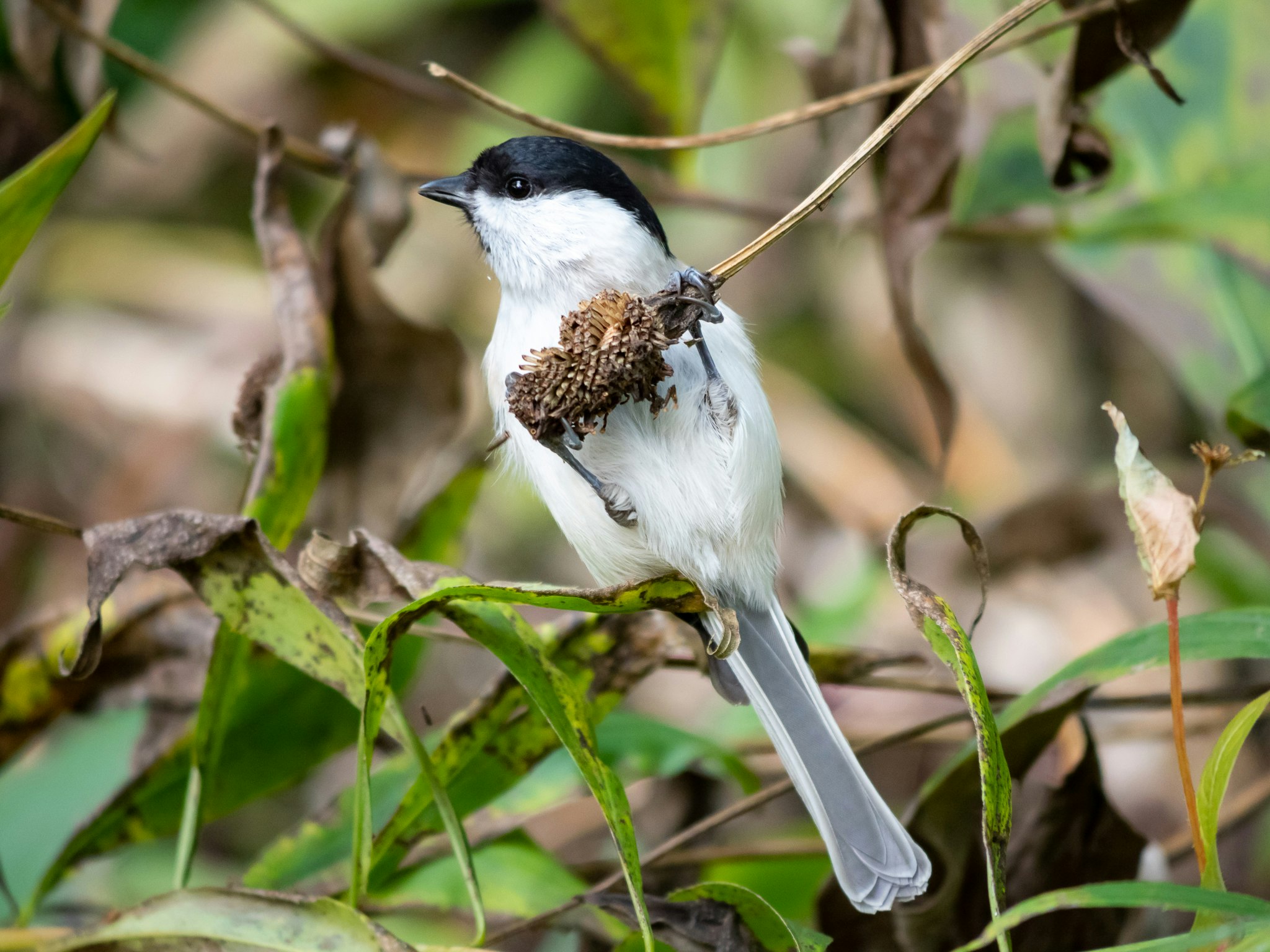 枝にとまる白黒の鳥と巣材のある巣