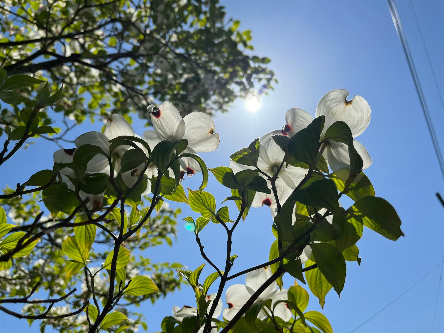 Foto bunga putih dan daun hijau di bawah langit biru