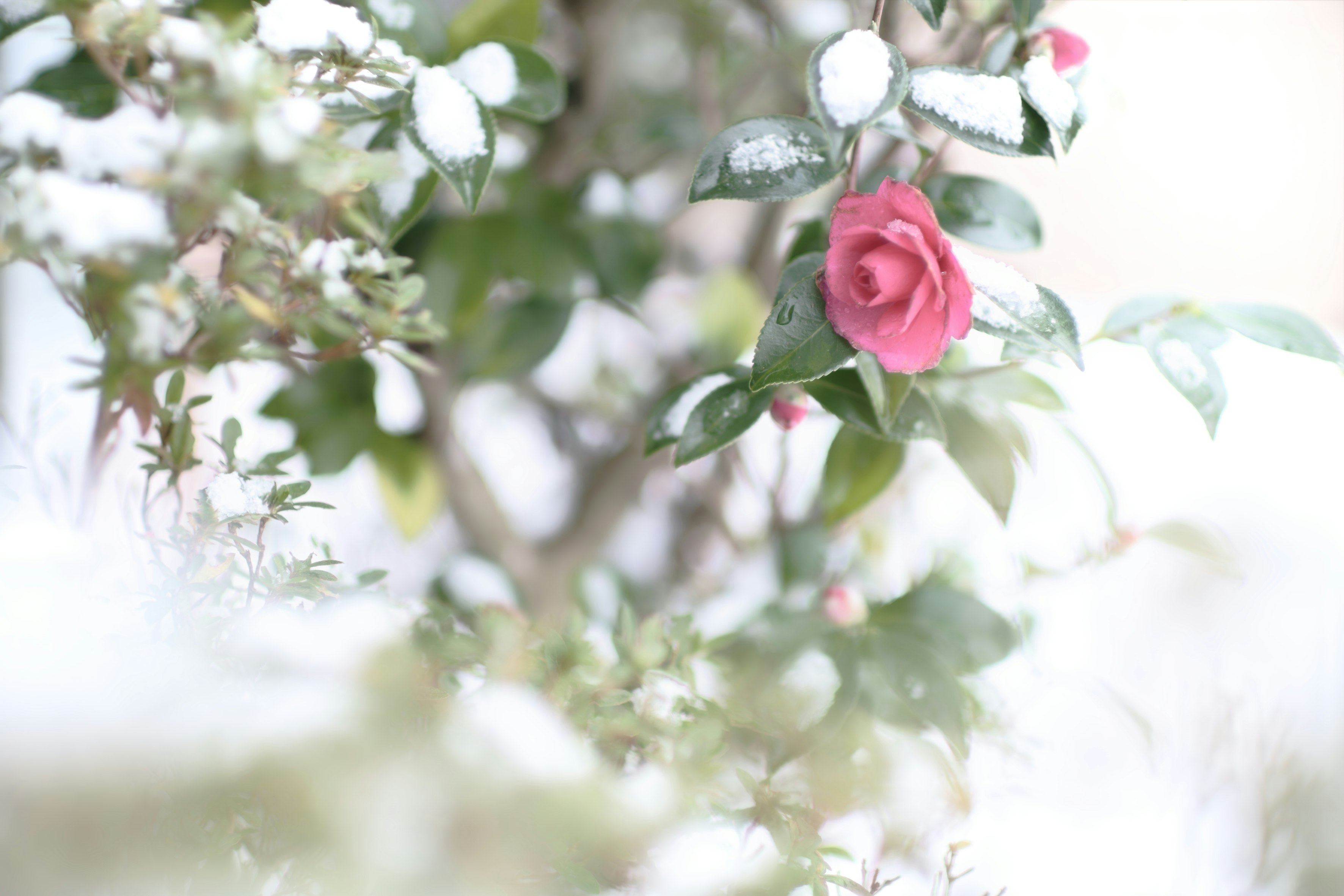 雪の気配の中で咲く山茶花の一輪