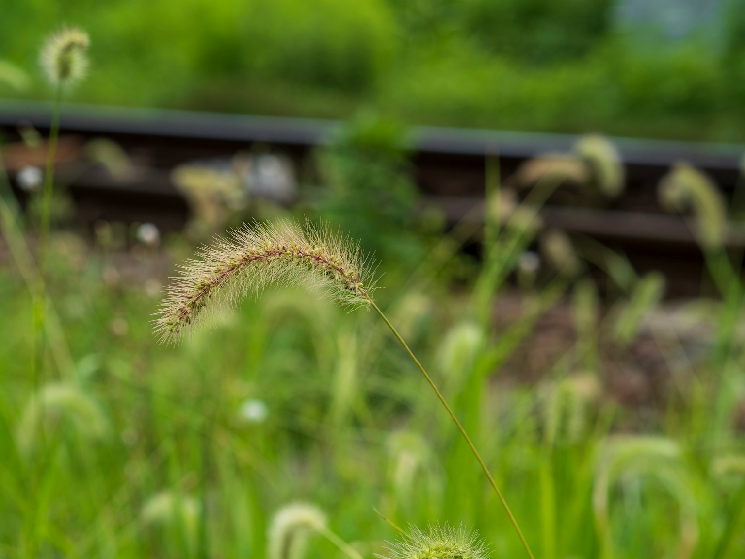 Herbe haute avec des têtes de graines duveteuses dans un champ vert près des voies ferrées