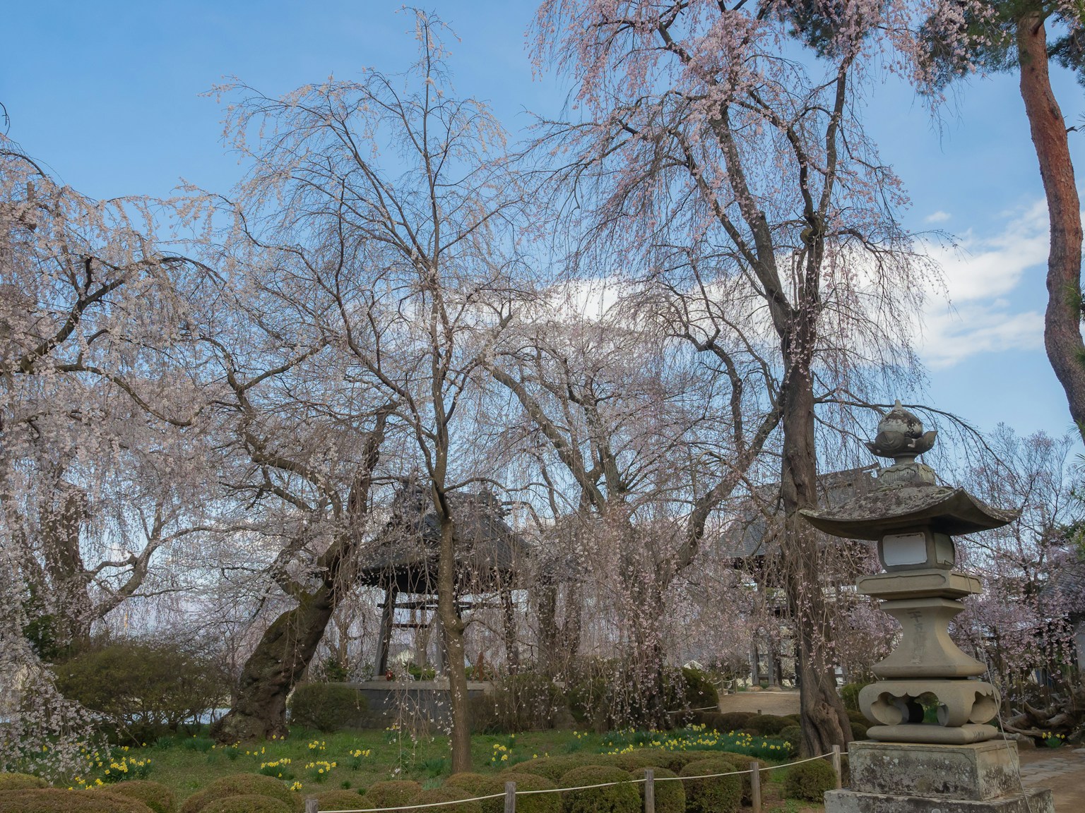日本庭園場景，有櫻花樹和石燈籠