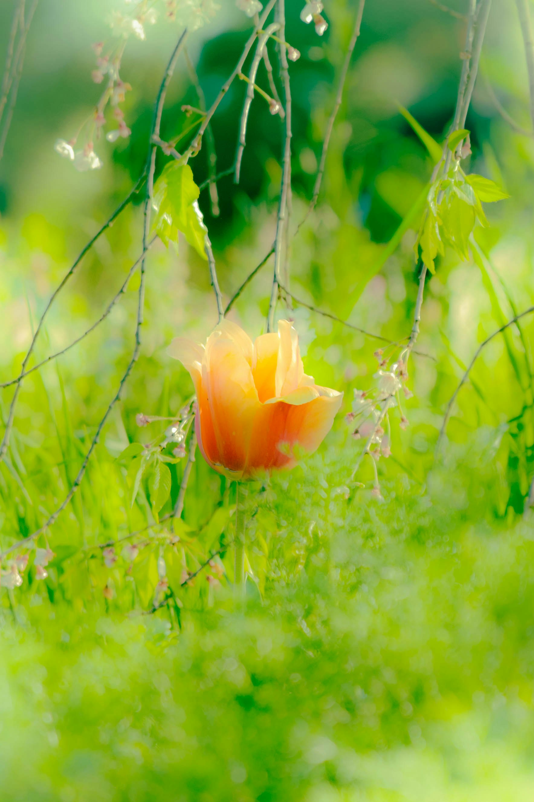 草むらに咲くオレンジ色の花のマクロ画像