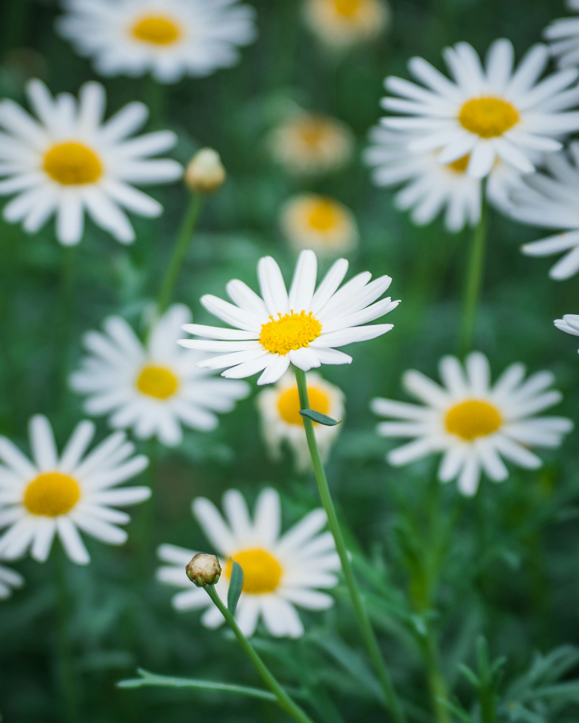ダイシーの花が咲くガーデンズ・バイ・ザ・ベイの花畑