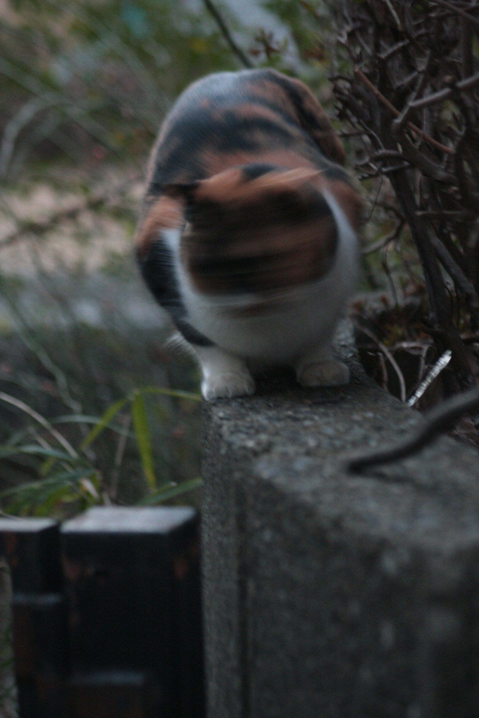 Blurry cat sitting on a concrete wall