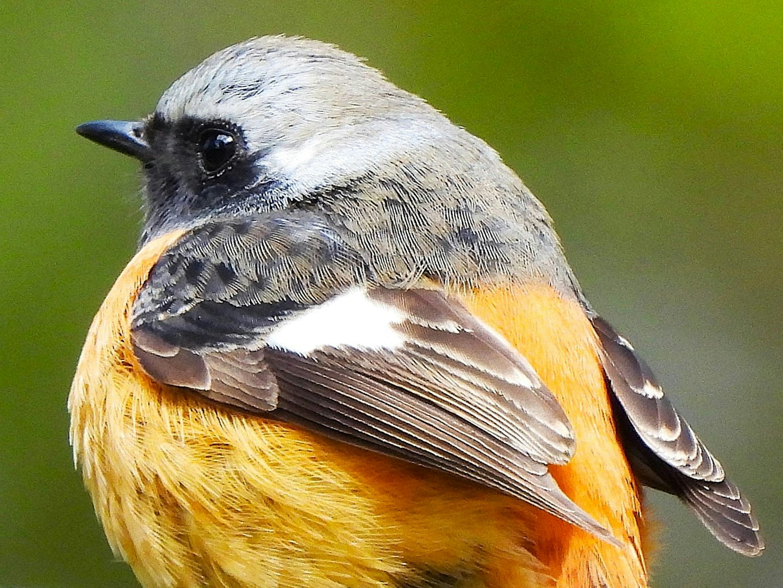 Close-up of a small bird with vibrant orange plumage and a grey head