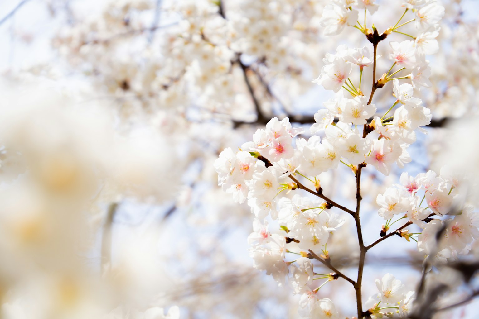 Gros plan sur des branches de cerisier avec des fleurs blanches et roses