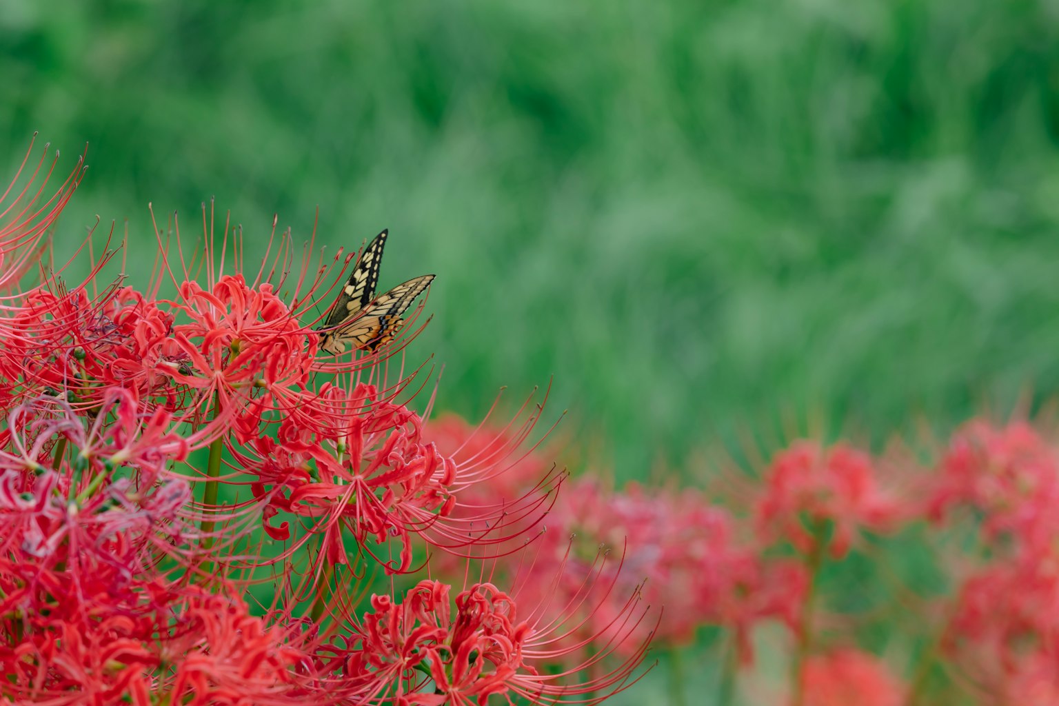 Papillon se reposant sur des lys araignées rouges avec un fond vert flou