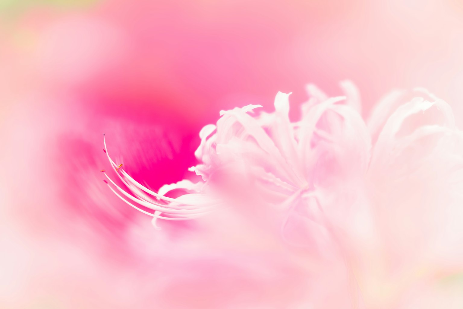 Nahaufnahme eines sanften rosa Blüten mit verschwommenem Hintergrund und zarten Blütenblättern