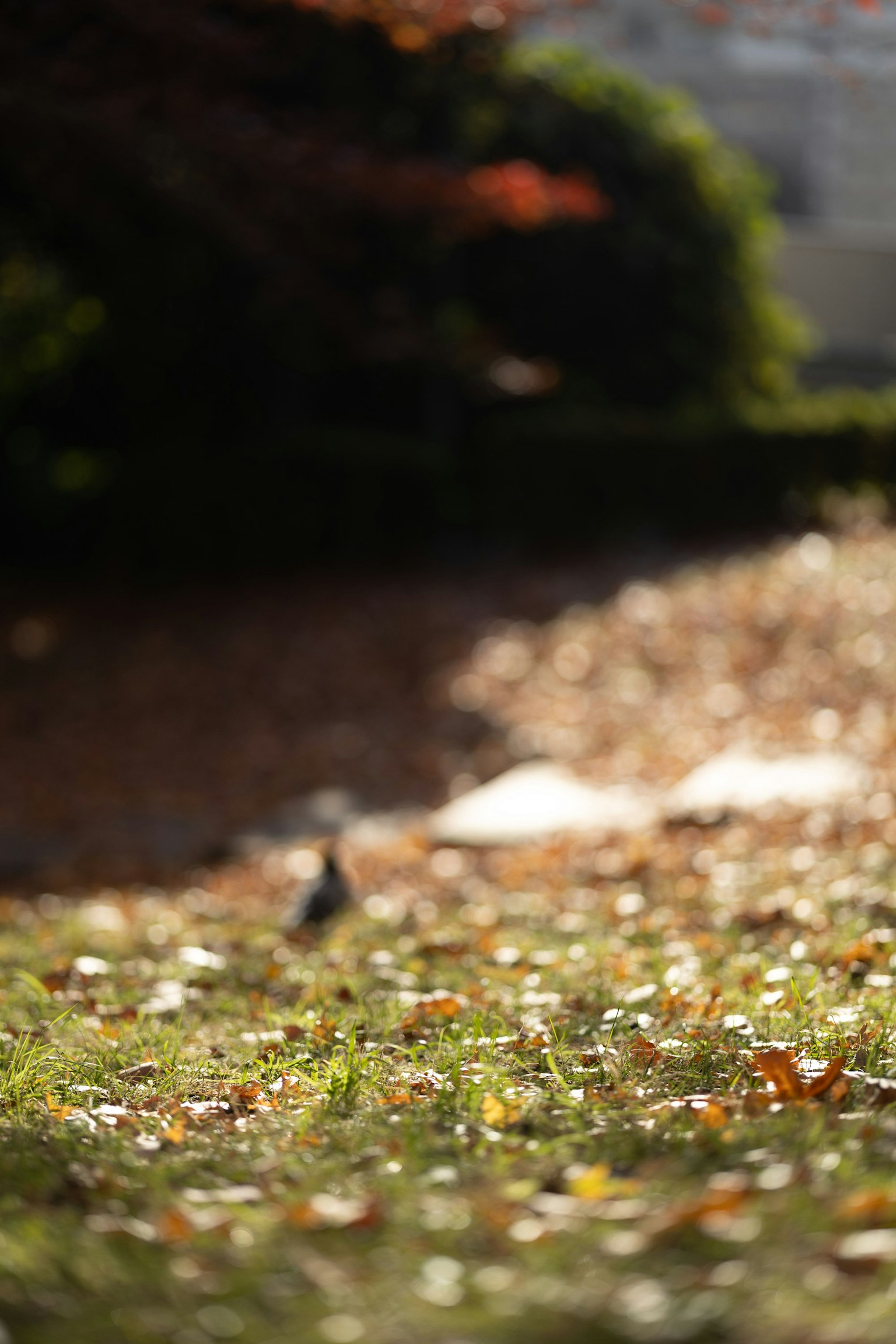 Verschwommener Hintergrund von Bäumen mit verstreuten, gefallenen Blättern auf dem Gras in einem Herbstpark