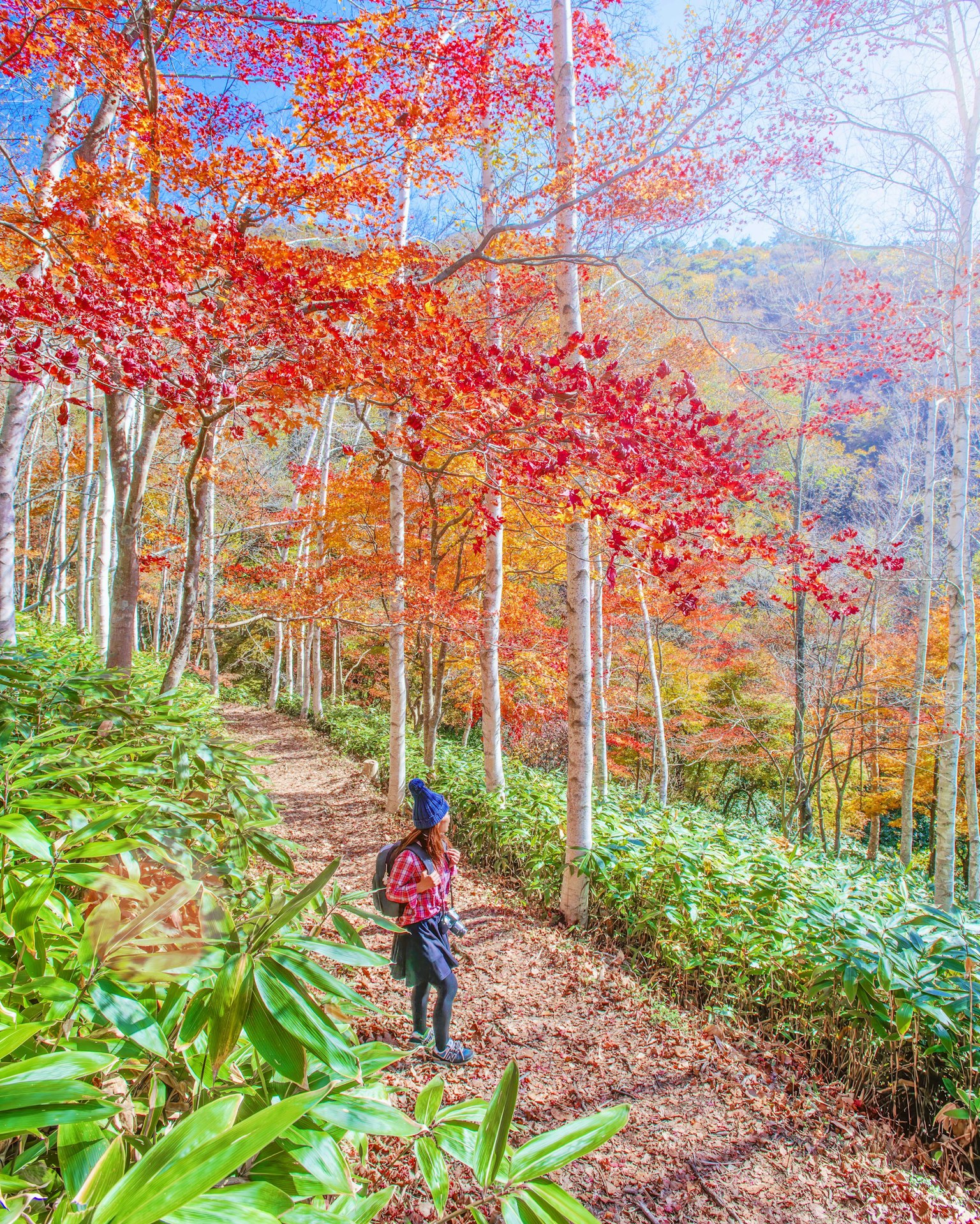 Person walking on a forest path surrounded by vibrant autumn foliage