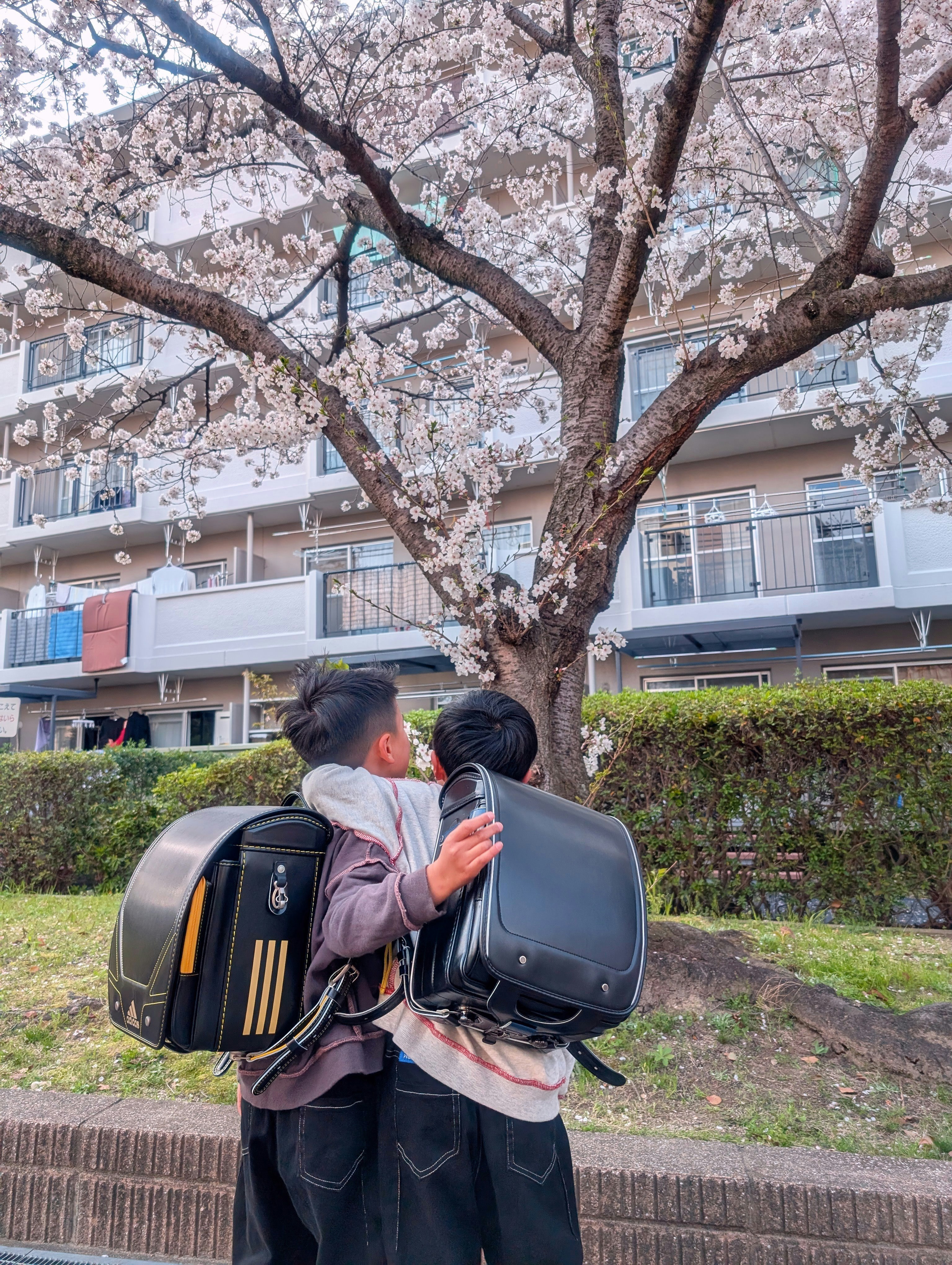 入学を待つ兄弟と桜の木の下の校舎前