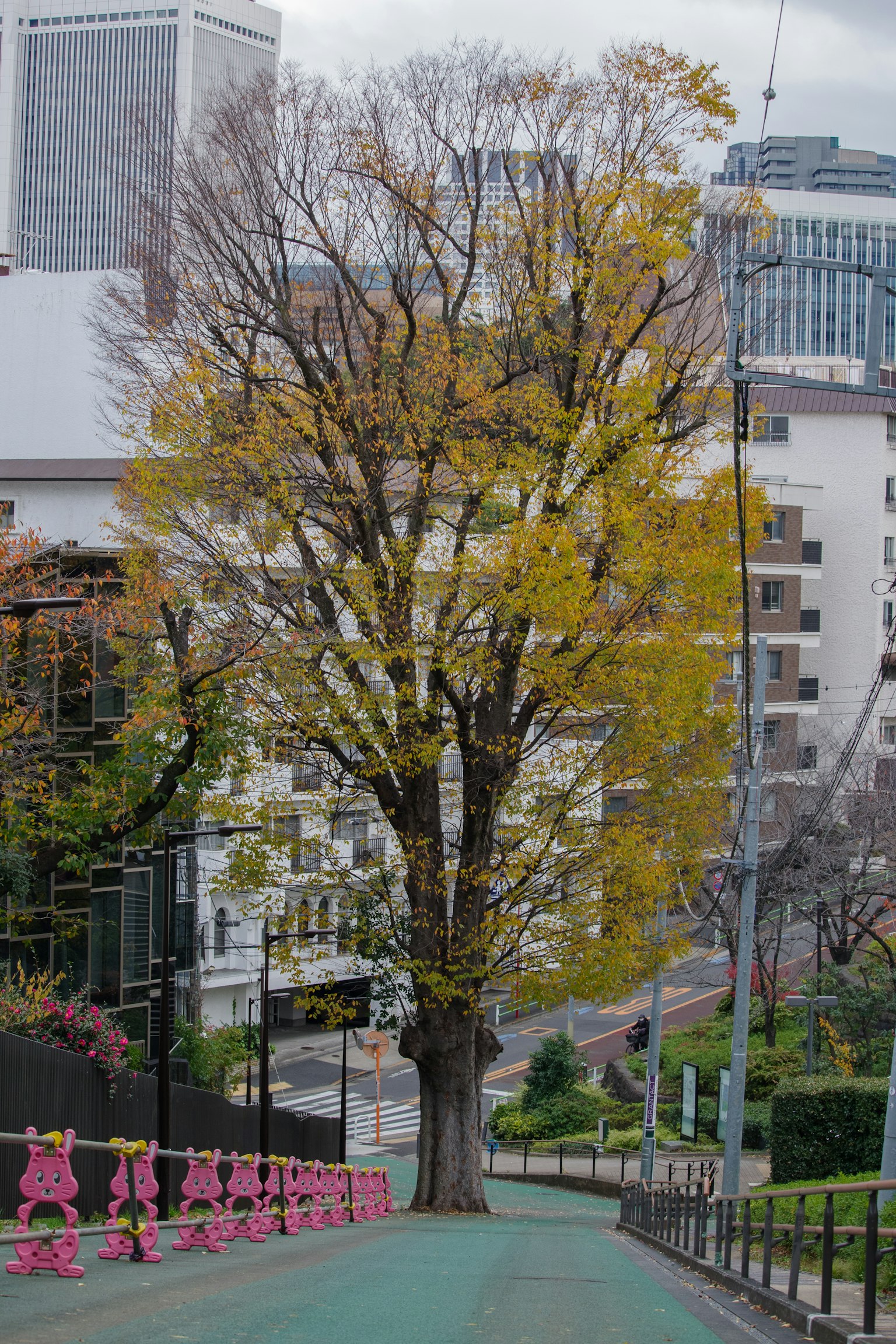 一棵帶有秋天葉子的巨大樹木和城市背景