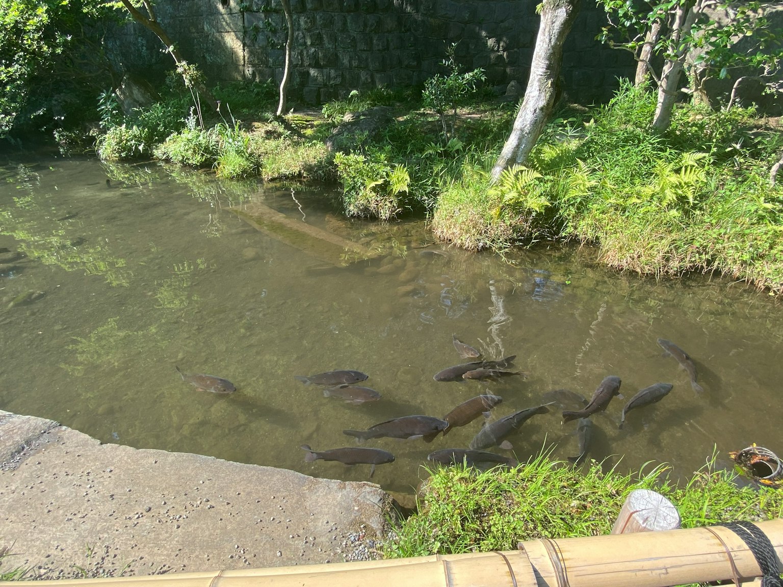 綠色環境中游動的魚的寧靜水域