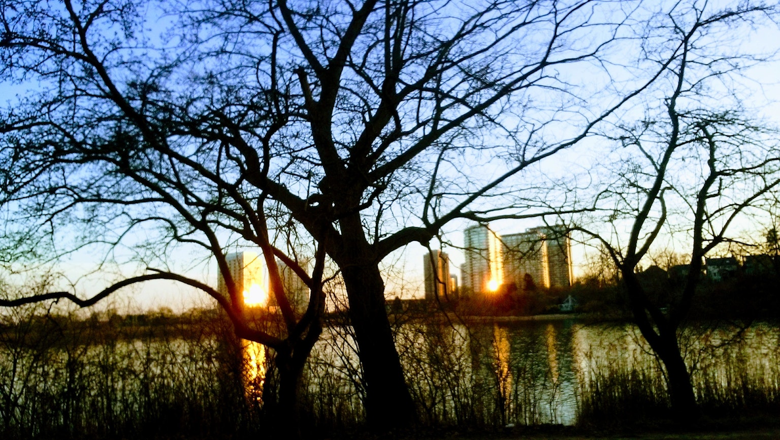 Silhouette d'arbres dénudés au coucher de soleil se reflétant sur un lac