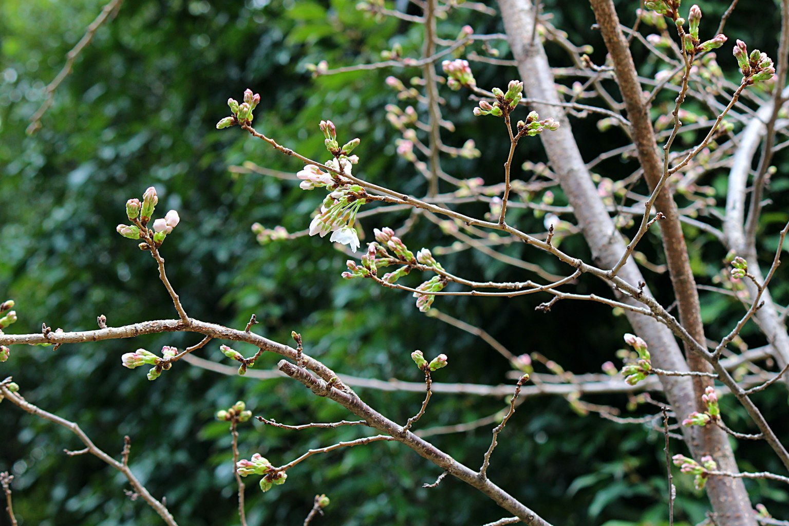 Primo piano di boccioli di ciliegio che iniziano a fiorire su un ramo d'albero con uno sfondo verde