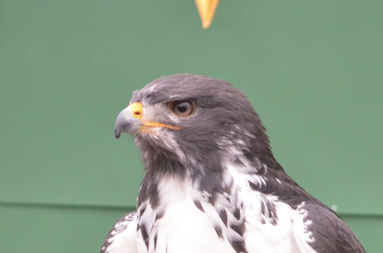 Primo piano di un falco con piume grigie e bianche