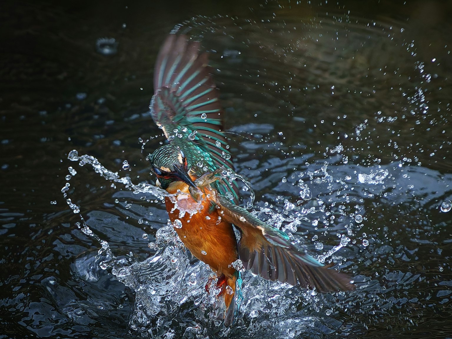 Vibrant kingfisher catching a fish on the water's surface