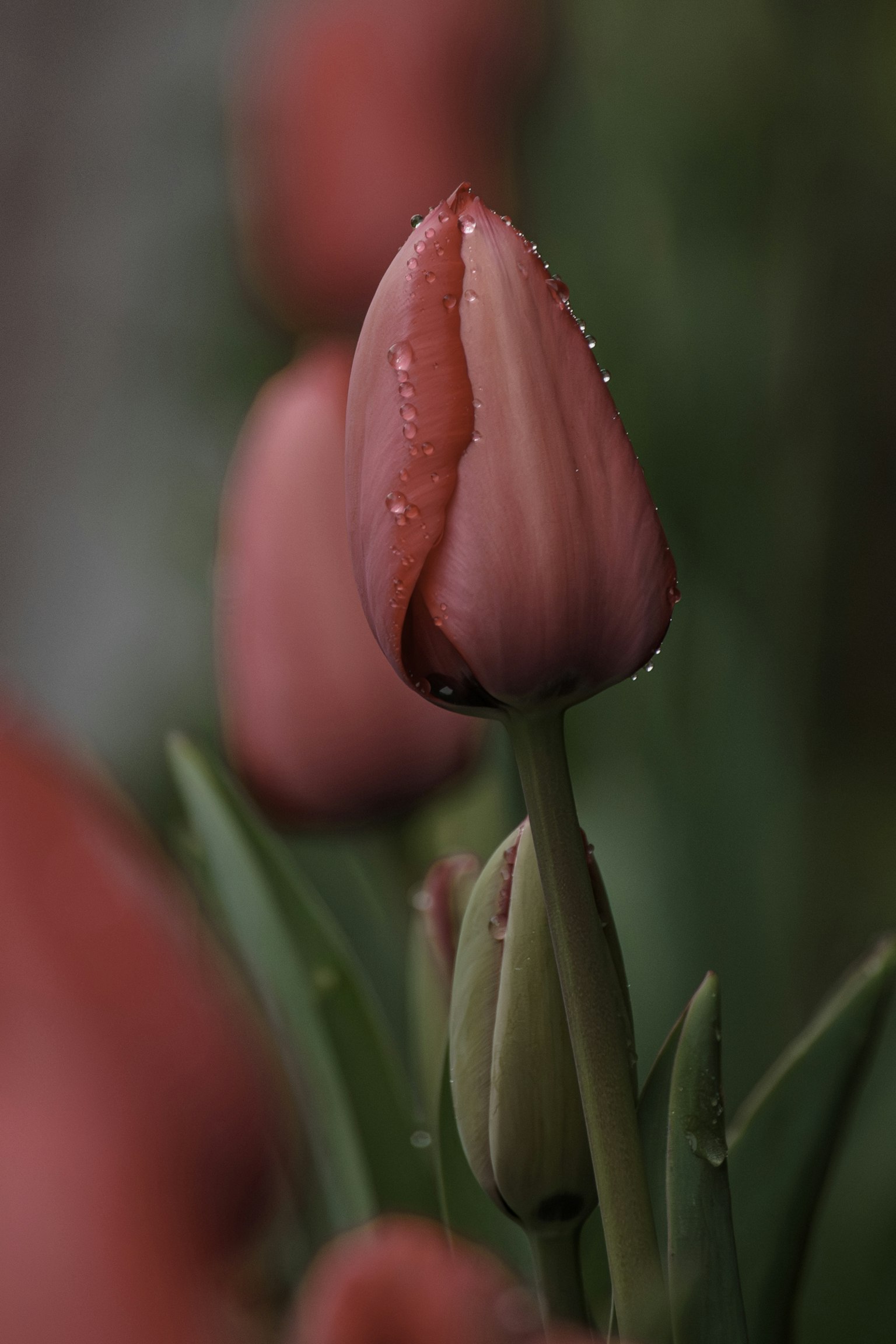 Gros plan sur un bouton de tulipe rose avec des feuilles vertes et des gouttes d'eau