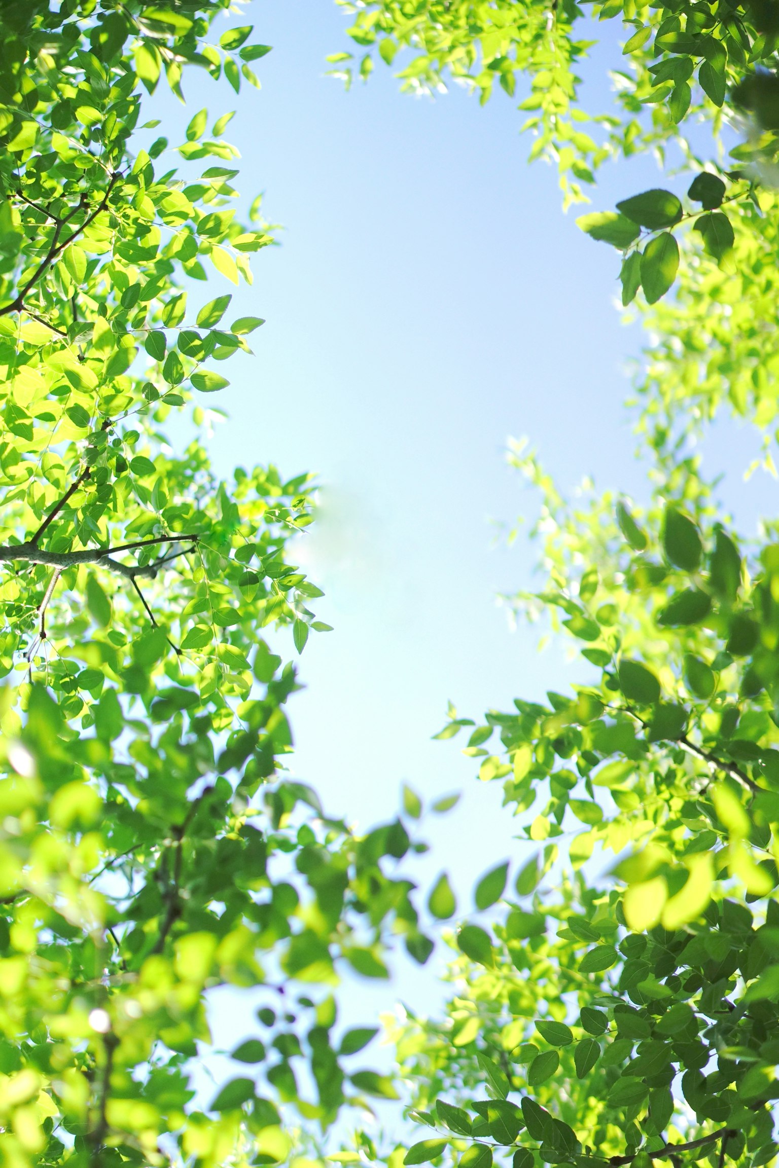 Hermosa escena natural con hojas verdes y cielo azul