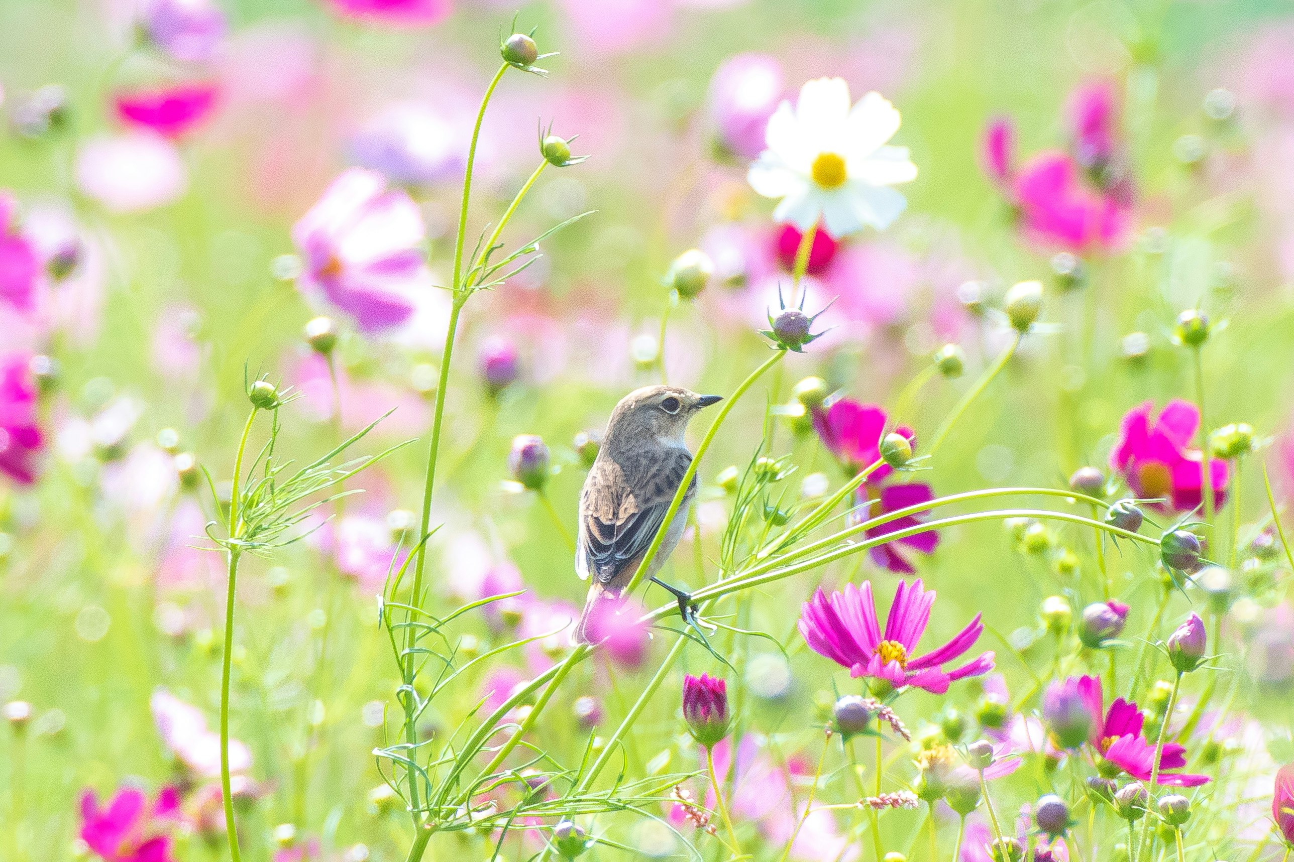 small bird perched among colorful wildflowers in a meadow