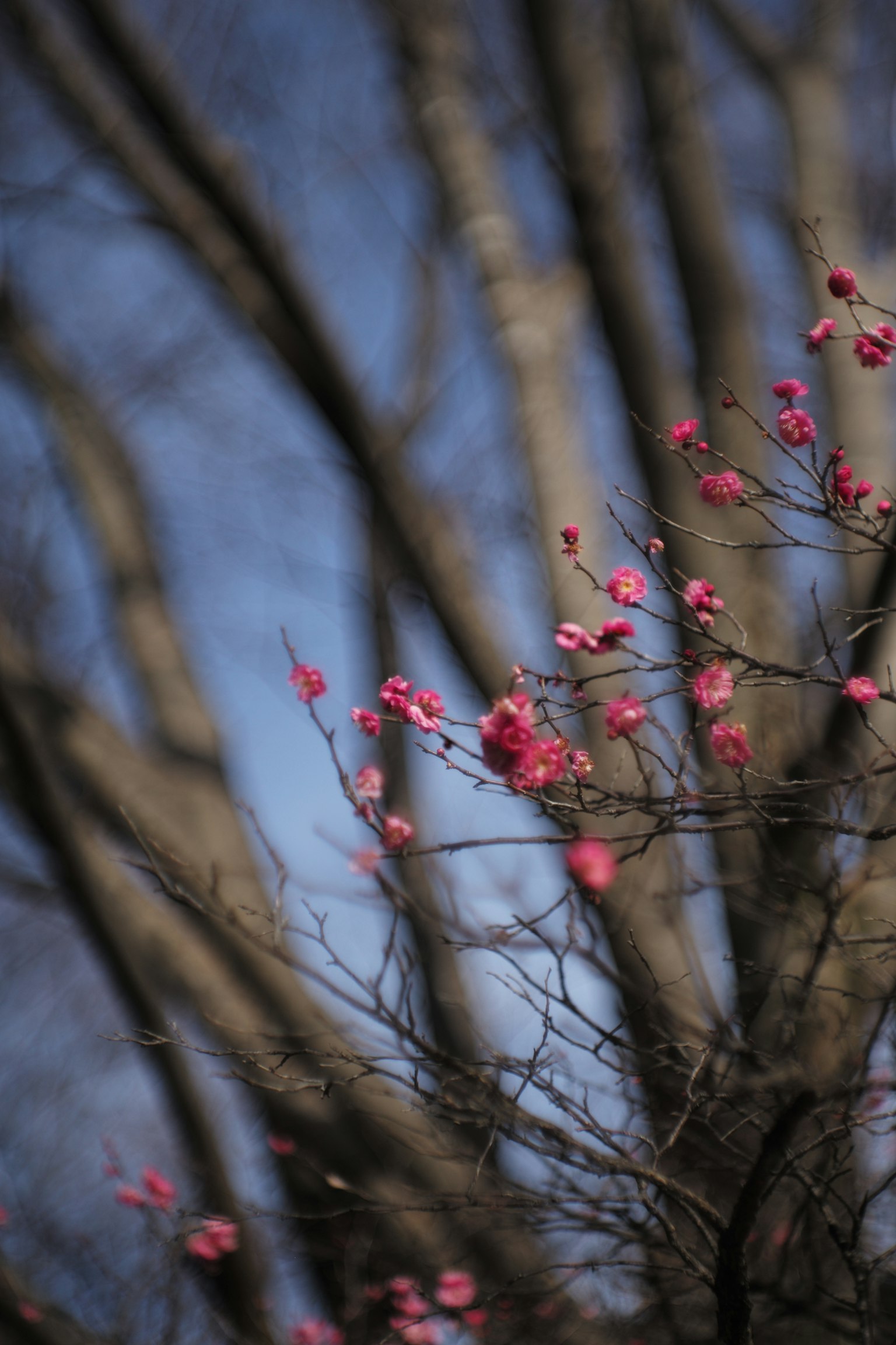 Branches of a tree with pink blossoms against a light blue sky
