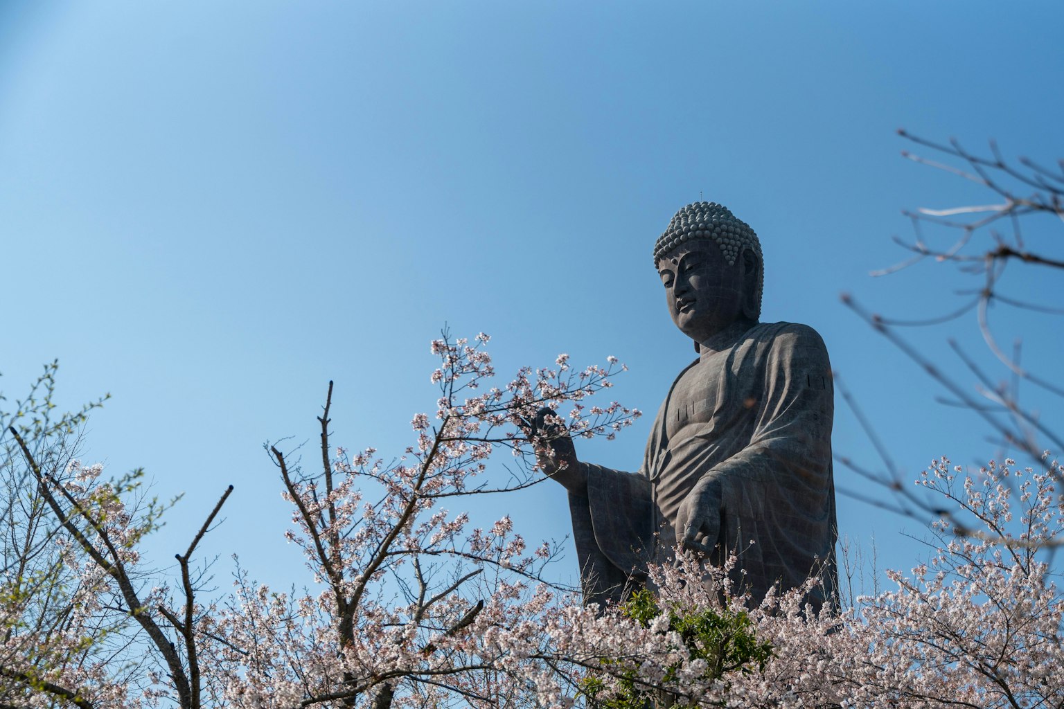 Buddha-Statue umgeben von Kirschblütenbäumen