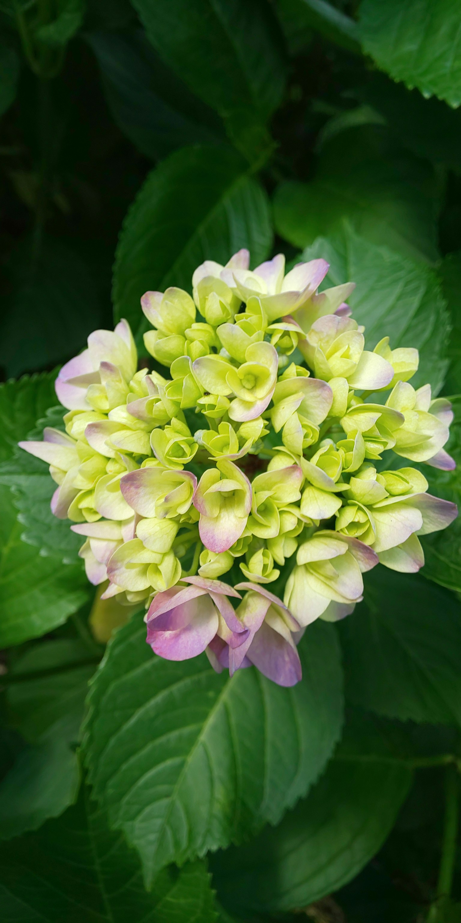 Buds bunga hydrangea yang indah dengan nuansa hijau dan ungu