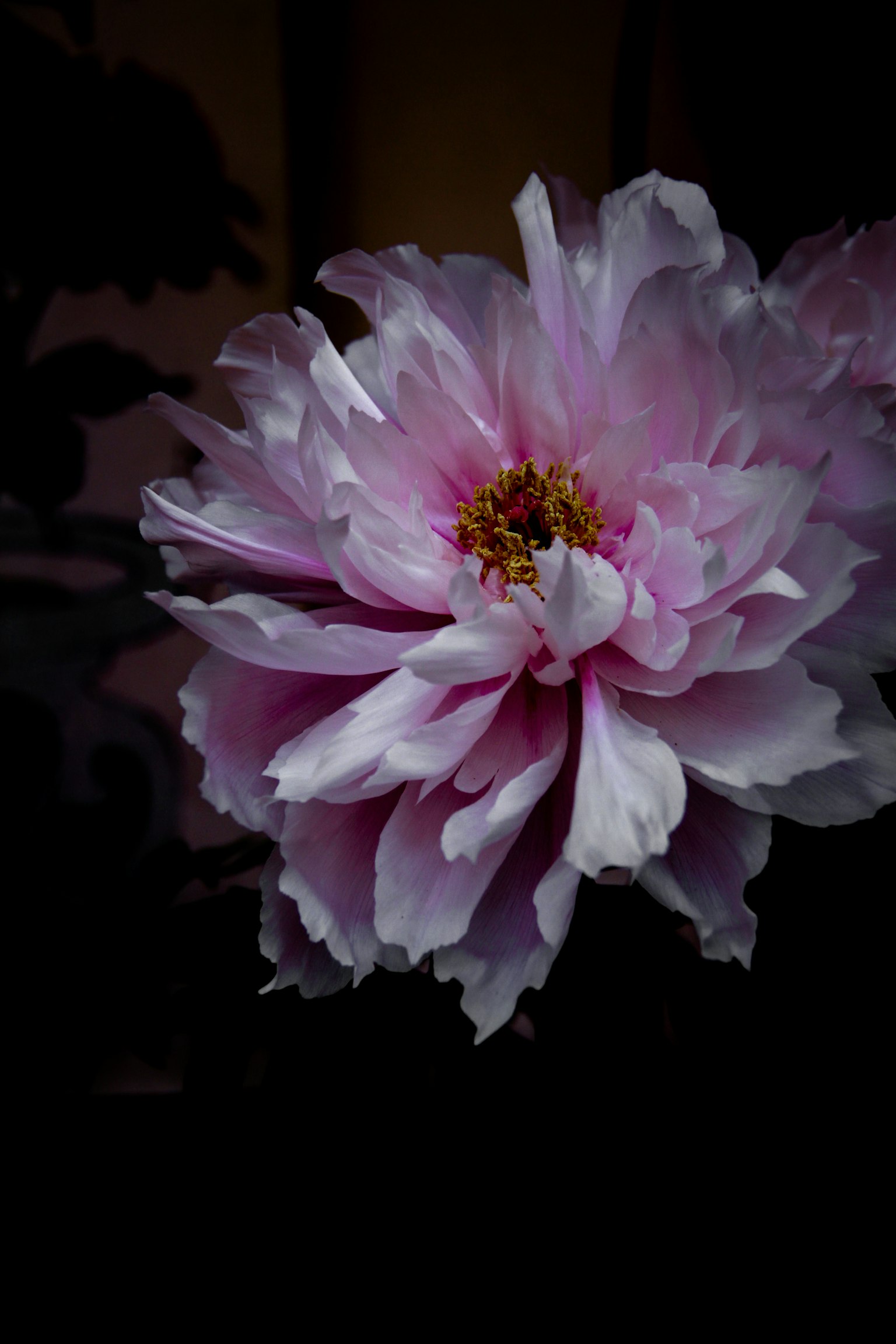 特写的美丽花朵，带有柔和的粉色花瓣
