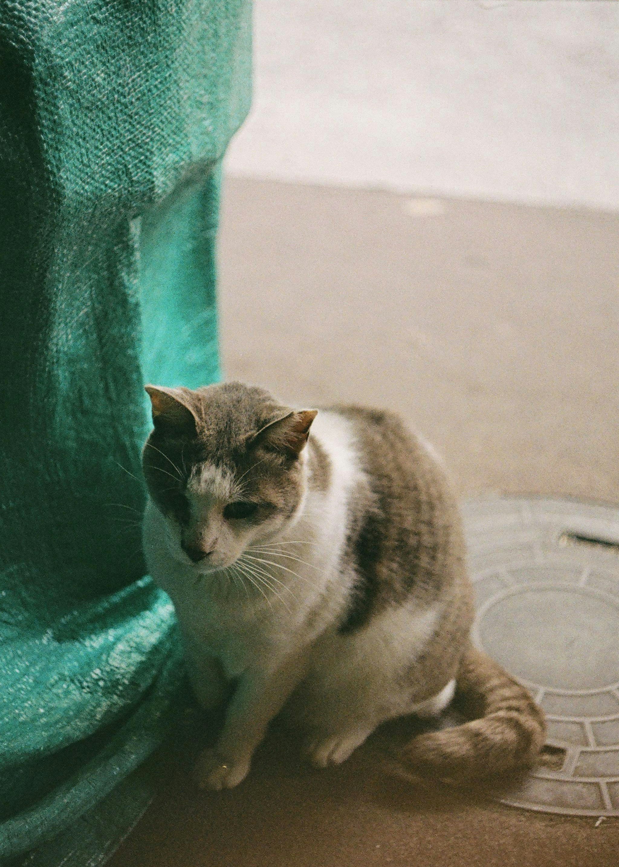 緑の布のそばに座る猫