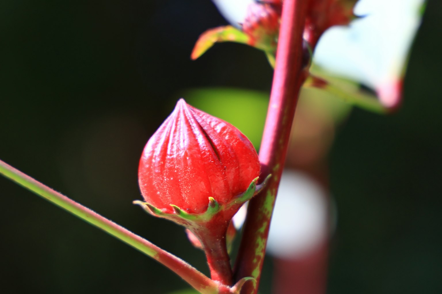 Gros plan sur un bouton de fleur rouge avec une tige verte