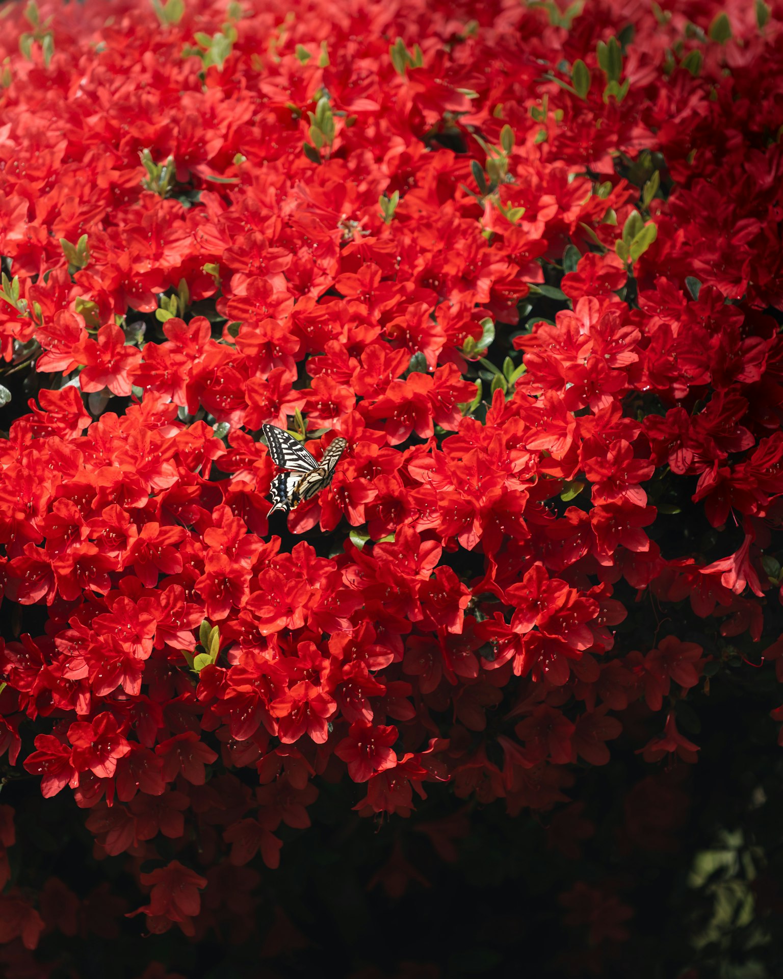 Une scène vibrante avec des papillons parmi des fleurs rouges vives