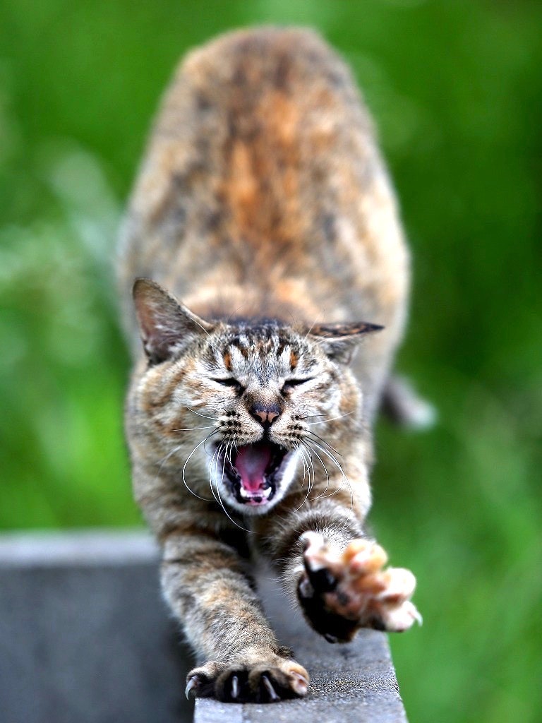 緑の背景の上であくびする猫の寝起き