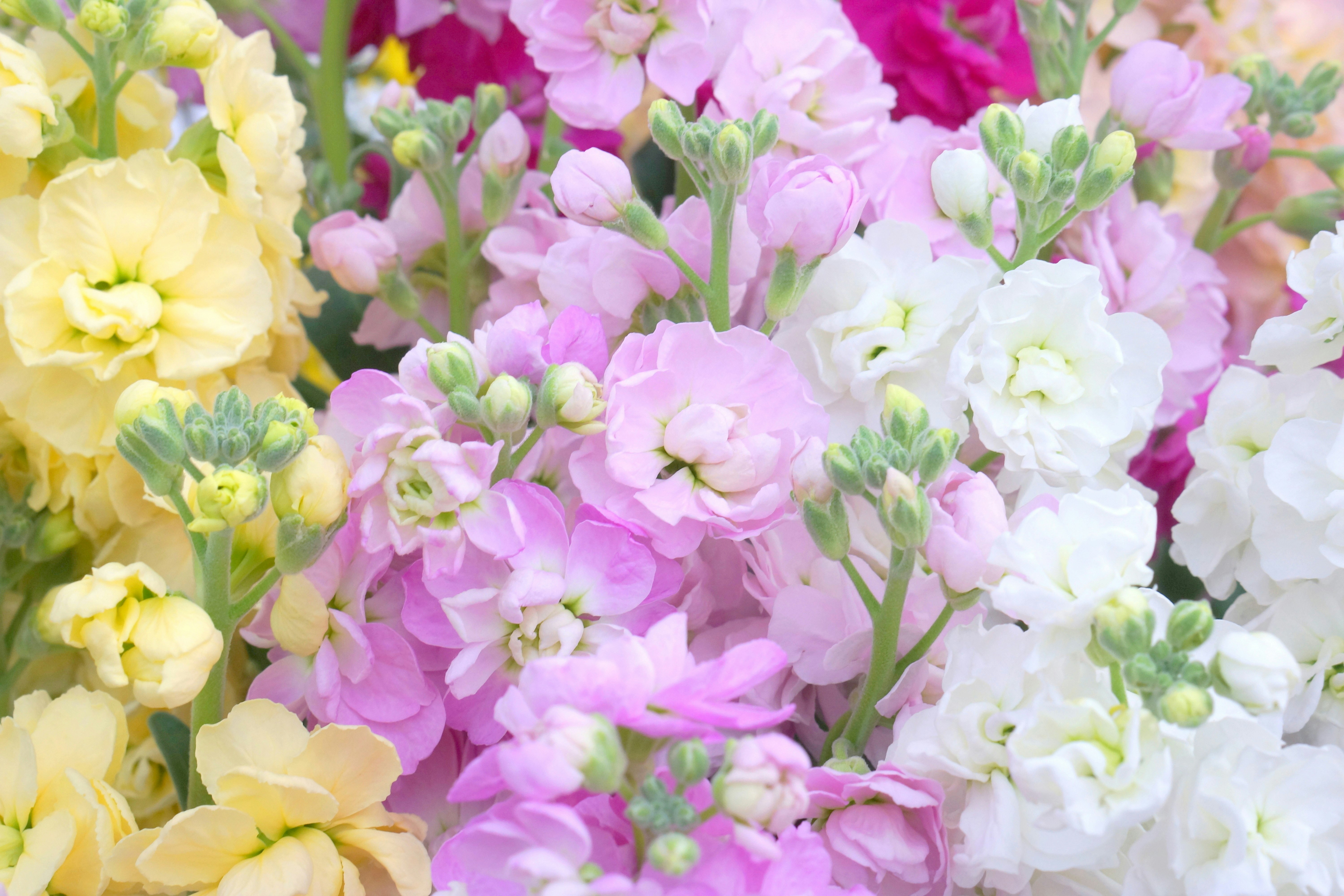 色とりどりの花束のアップ画像