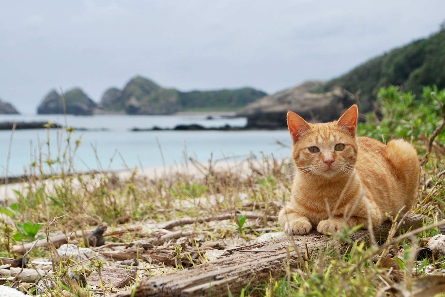 Eine orangefarbene Katze entspannt sich am Strand
