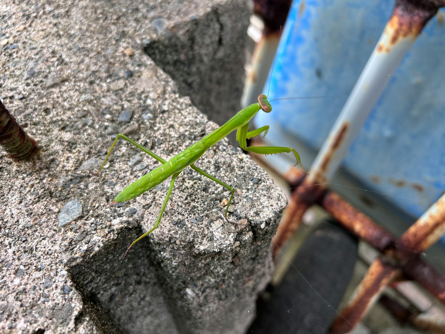 綠色螳螂在混凝土塊上